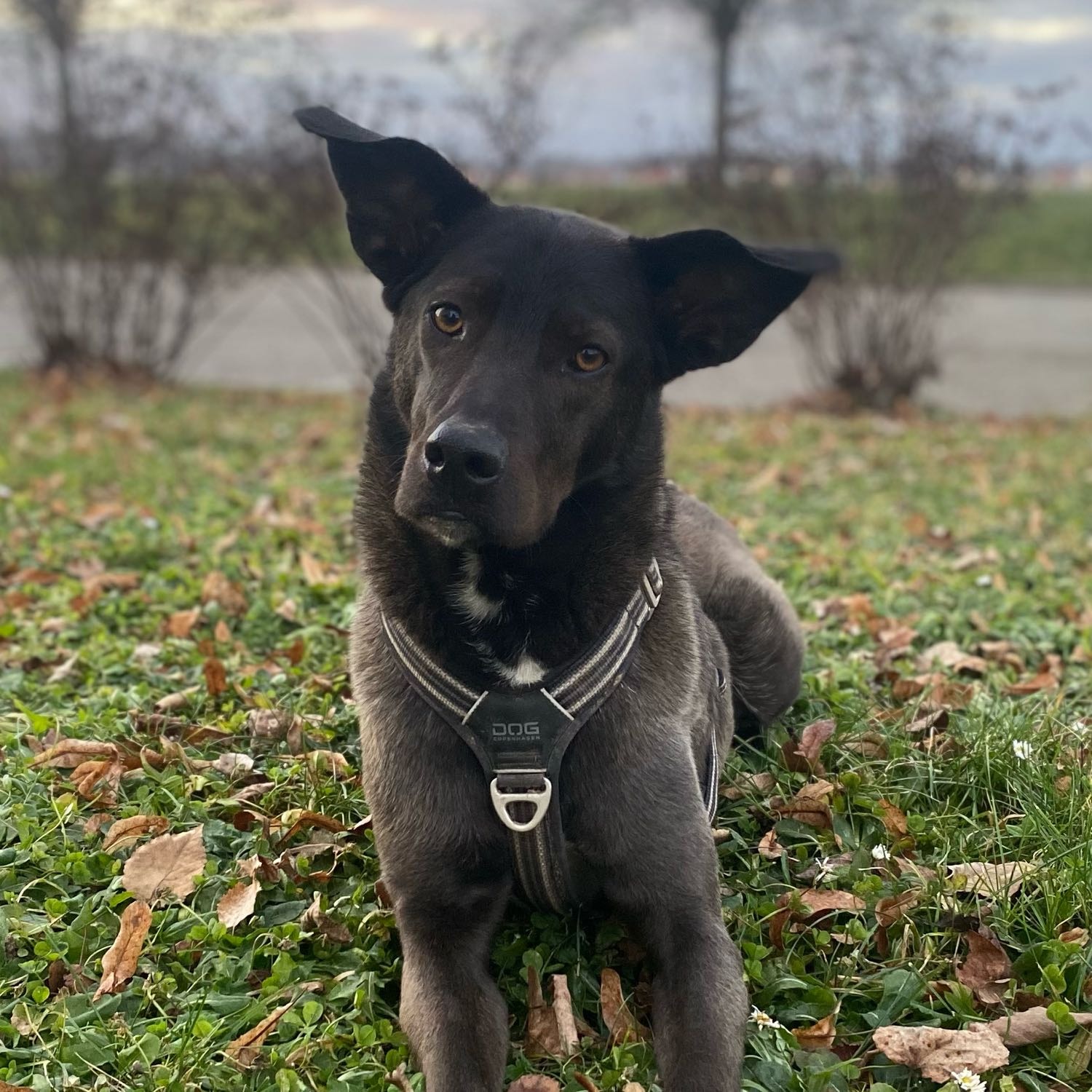 Léo