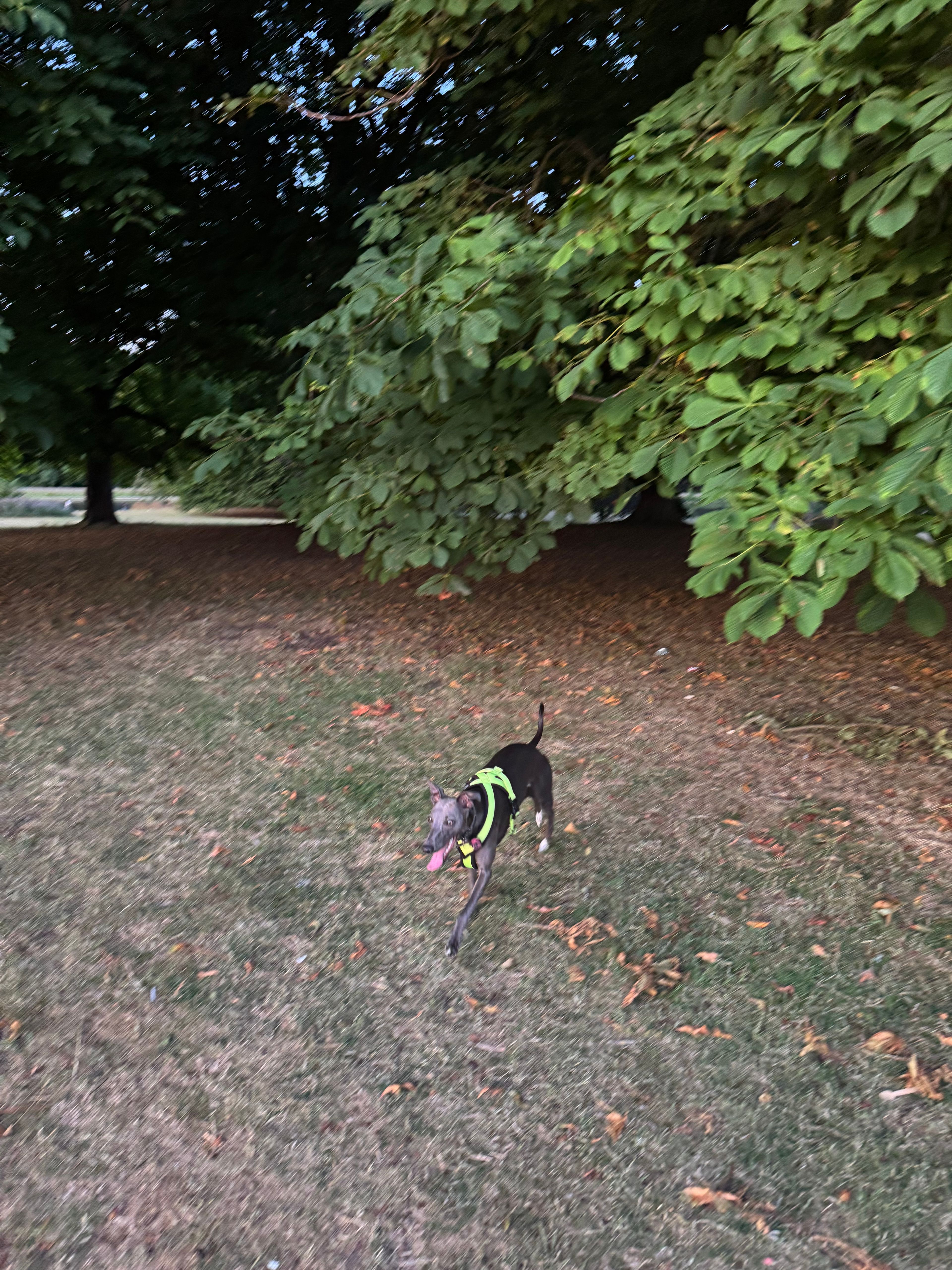 image-15