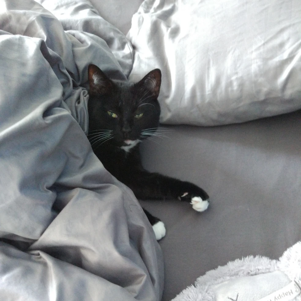 Zorro