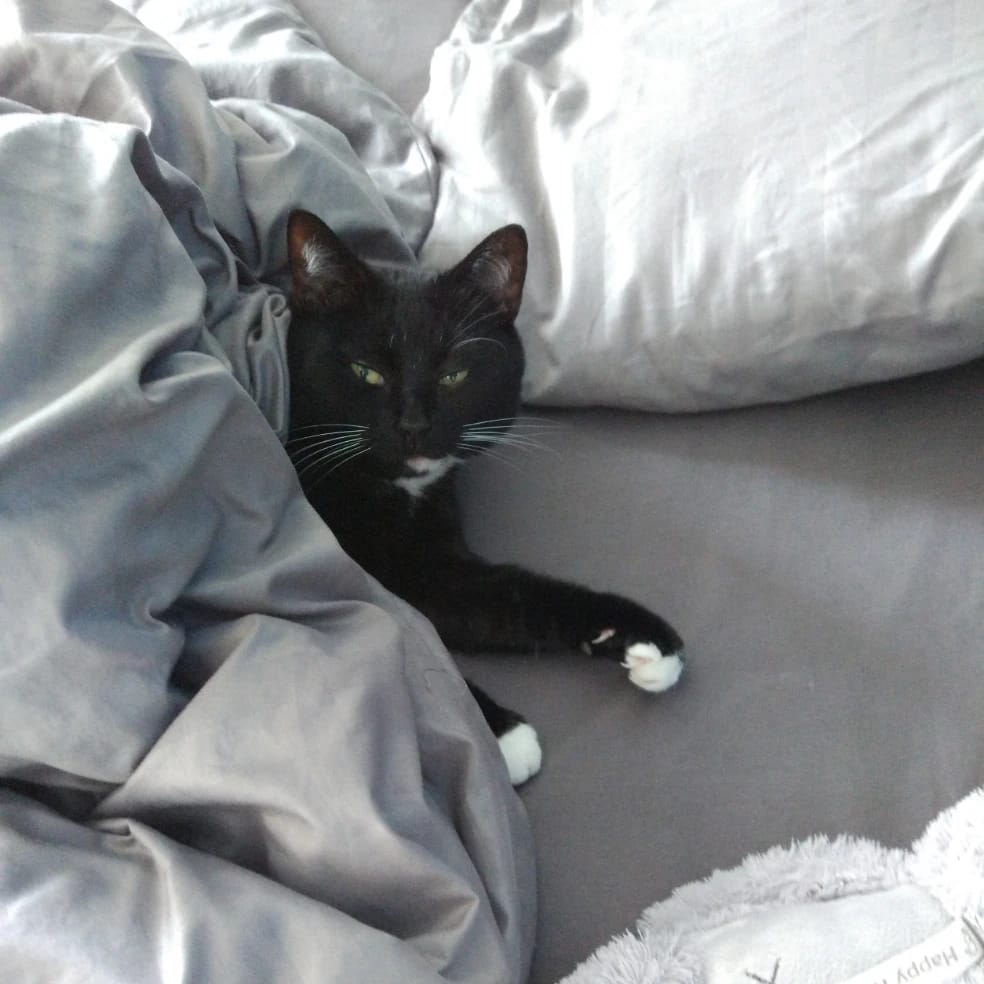 Zorro