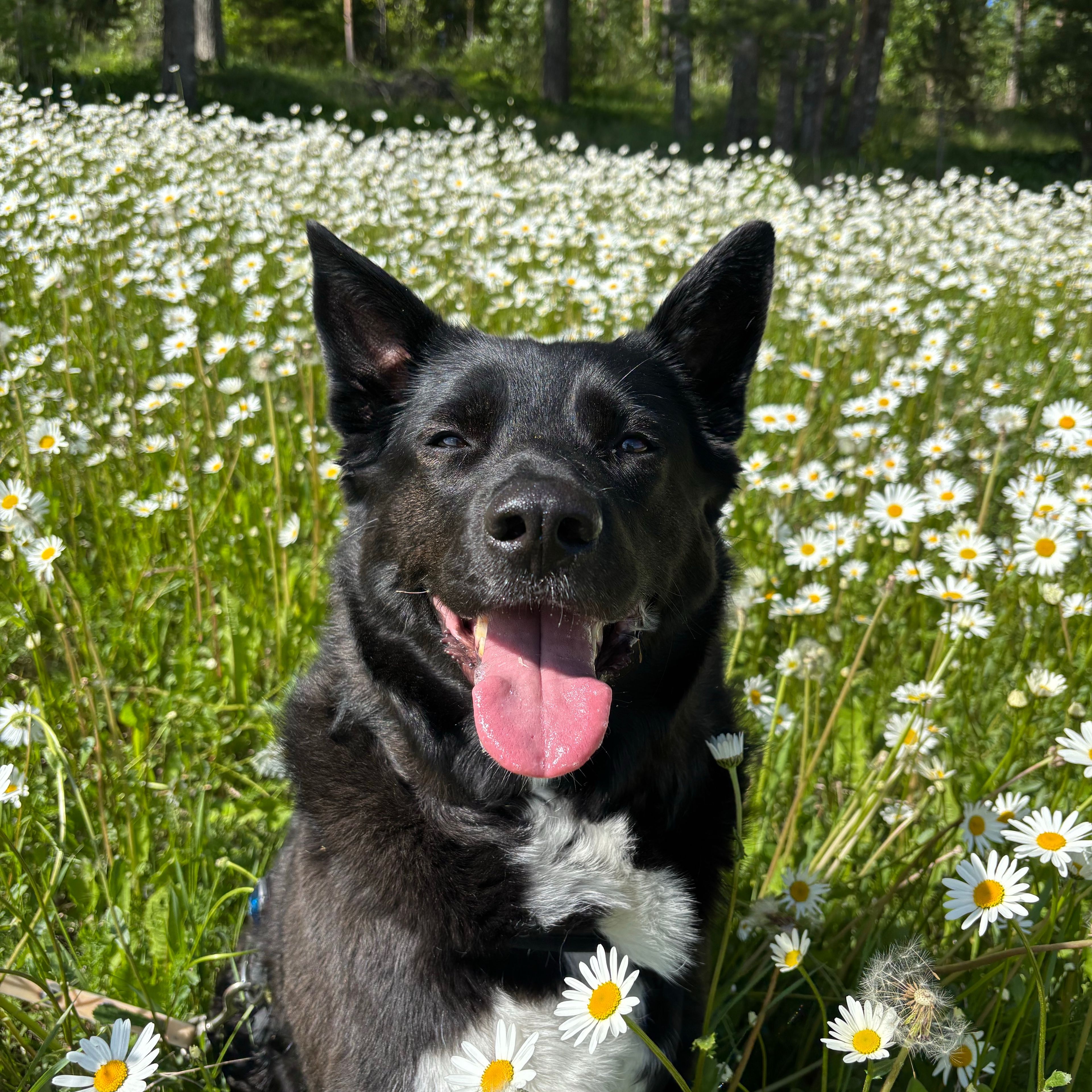 Nala