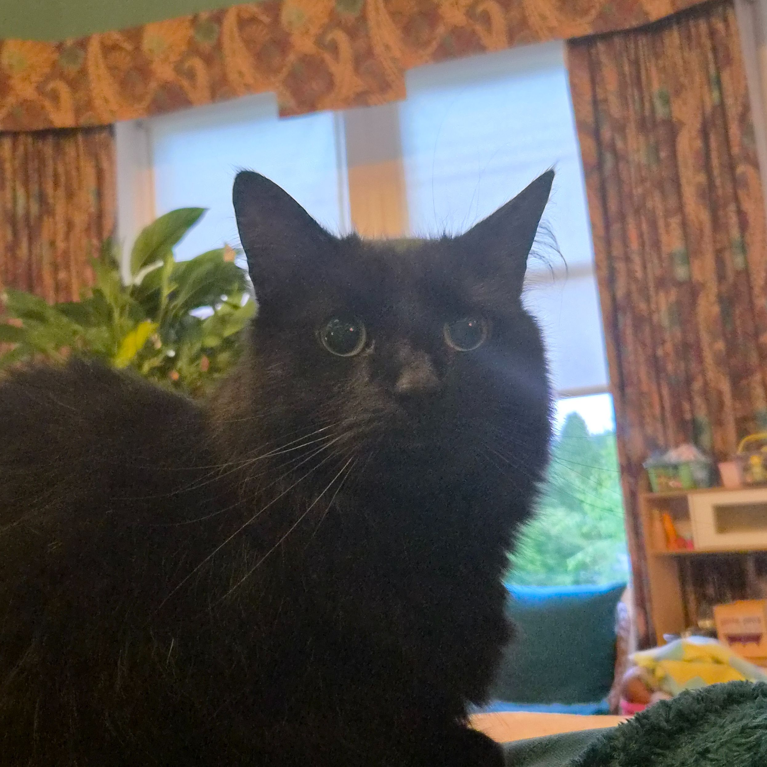 Oscar 