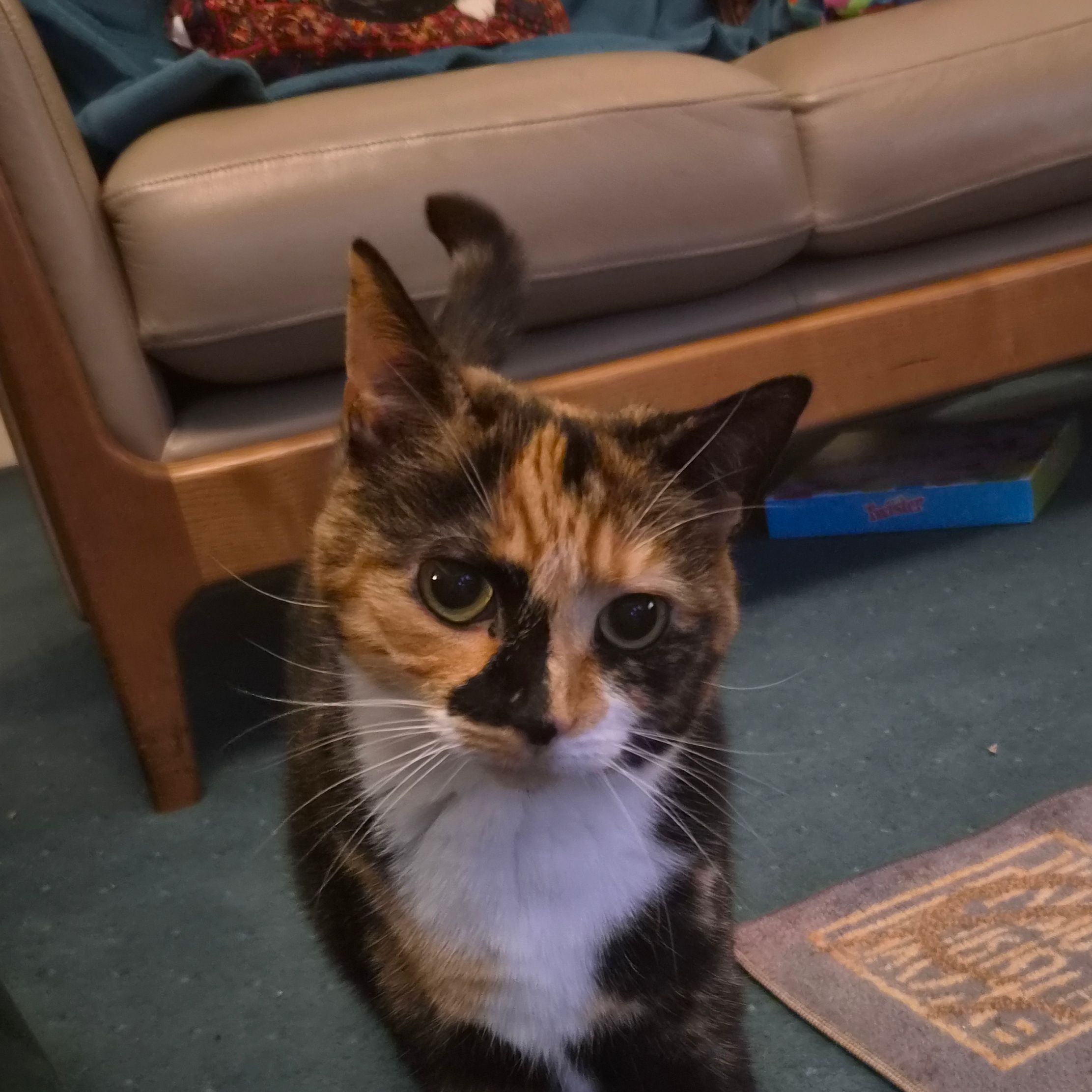 Kitty