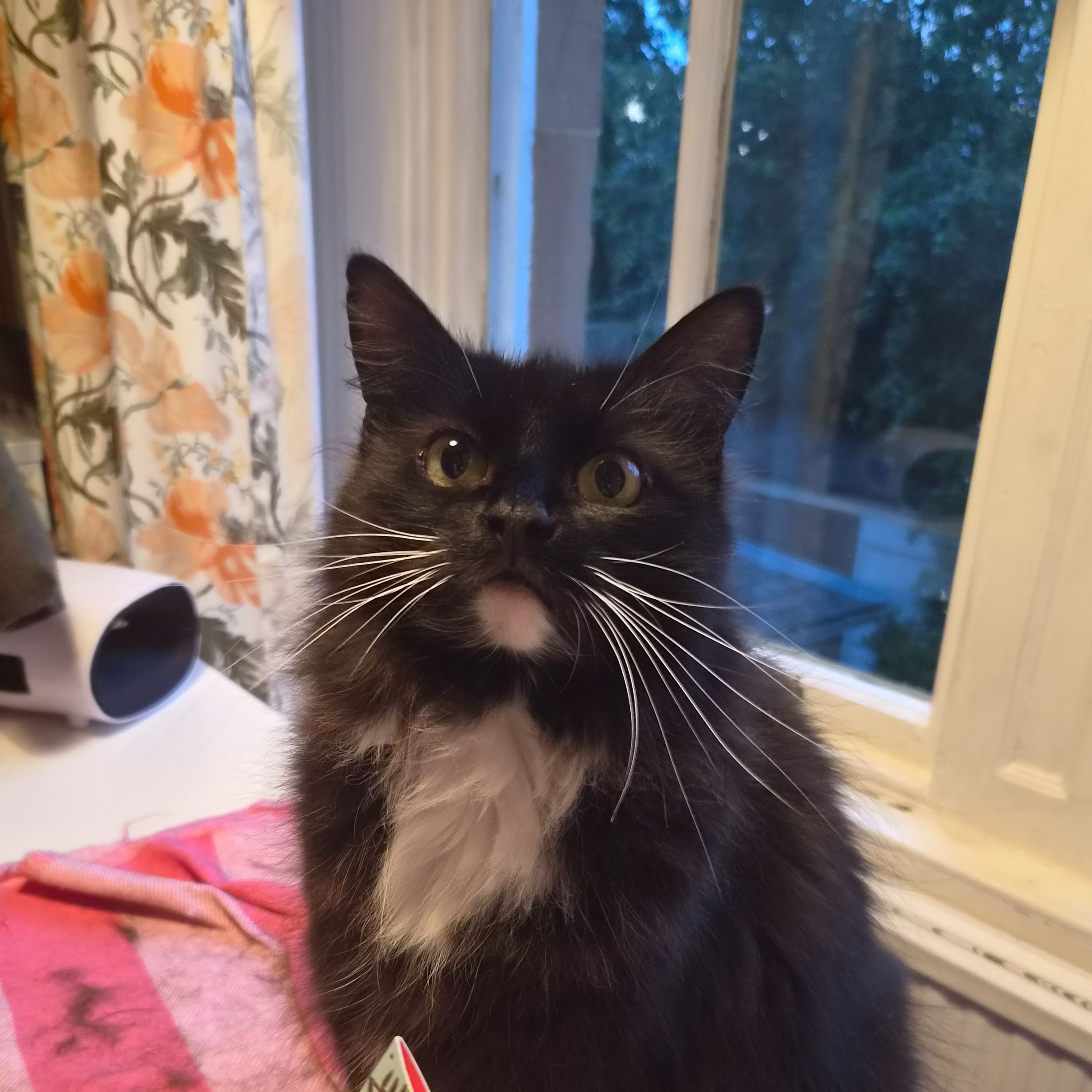 Cleo