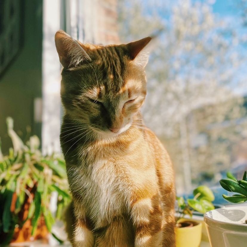 Hera