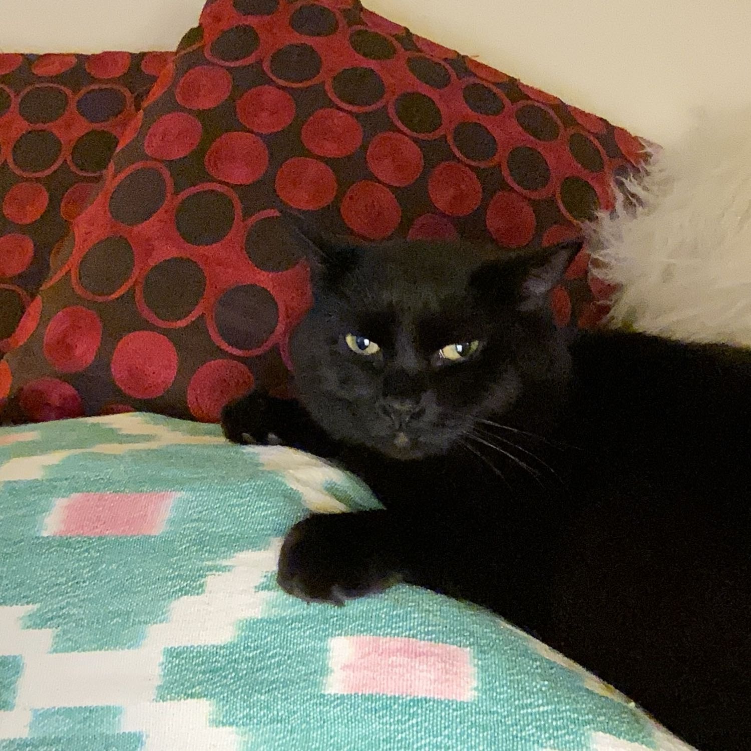 Bella
