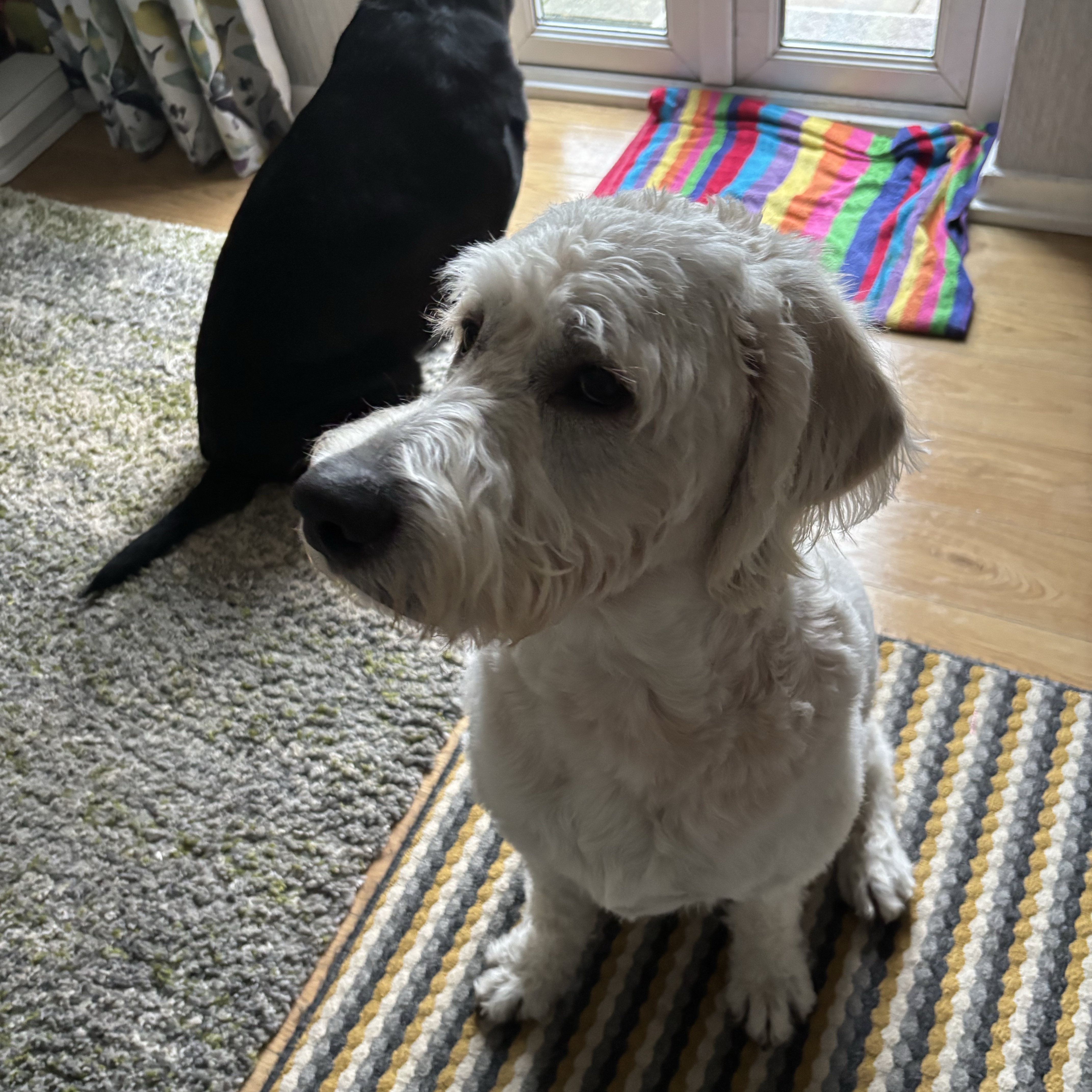 Lewie