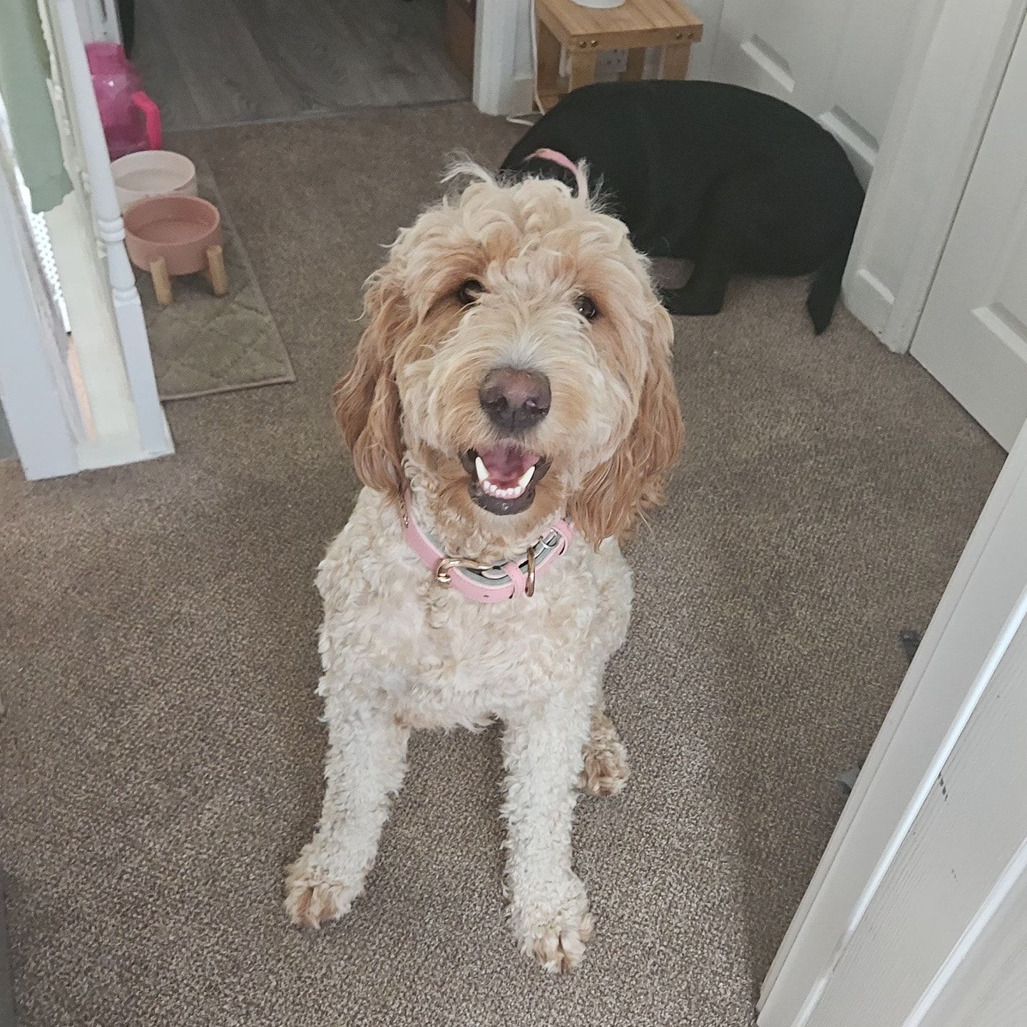 Nala