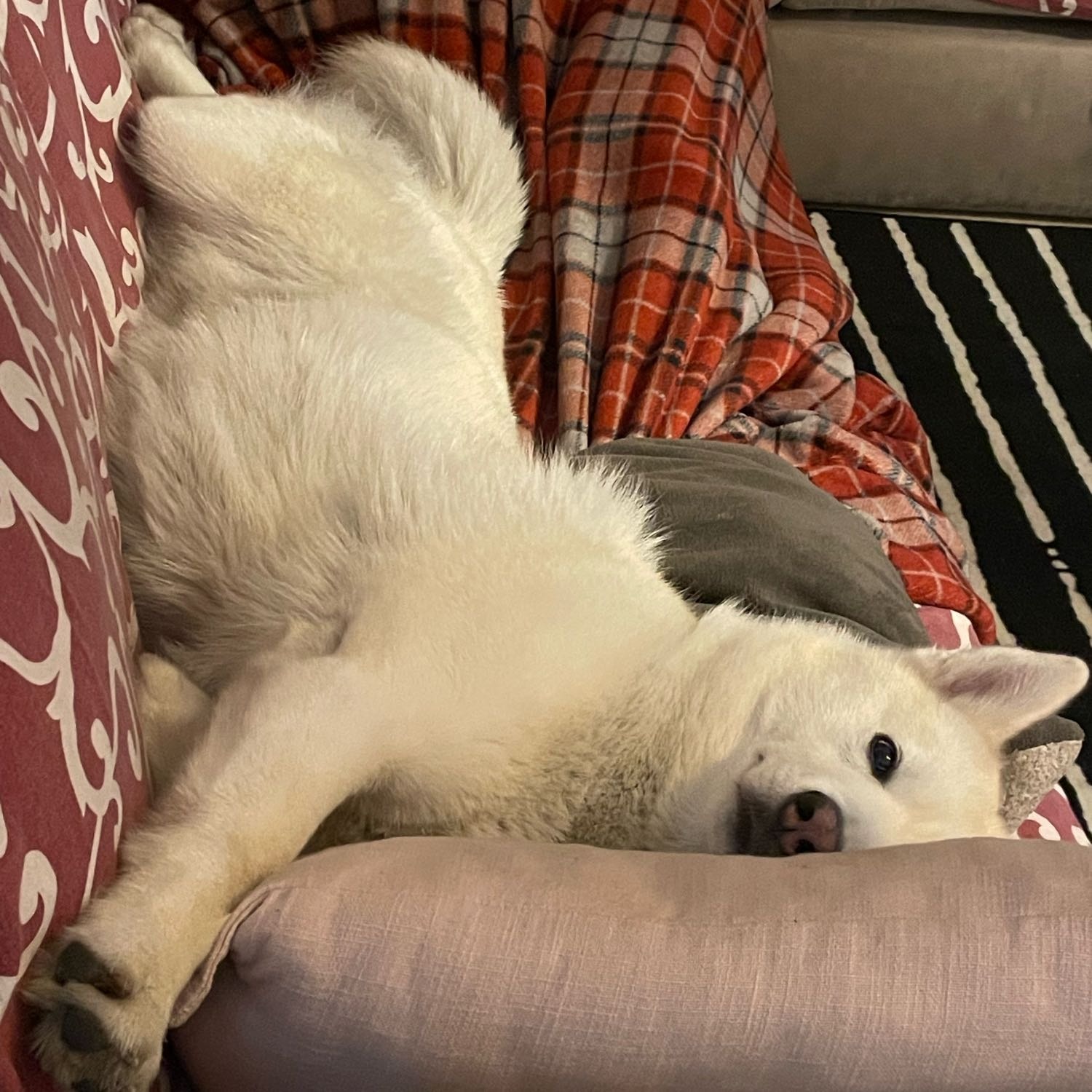 Maya