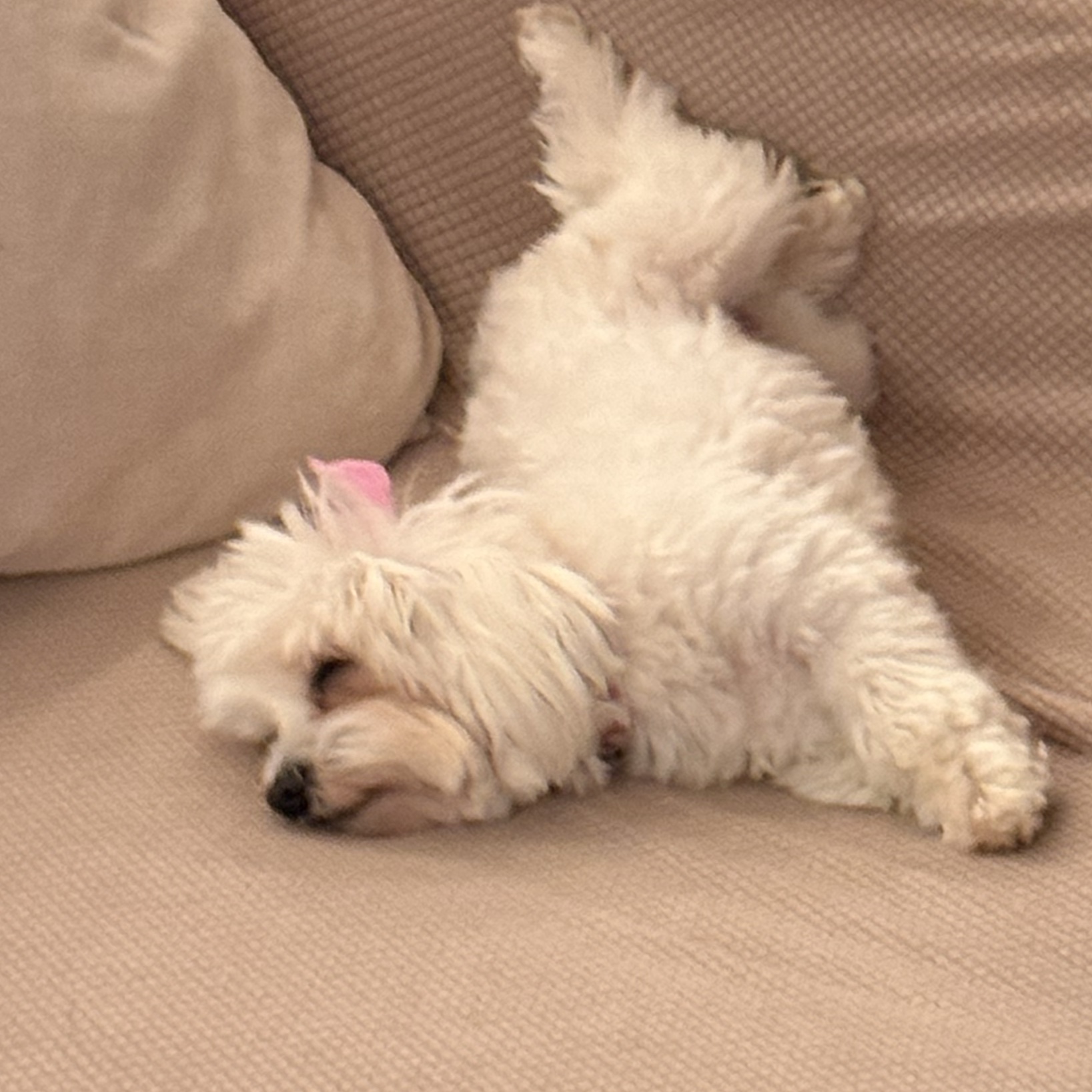 Bisou