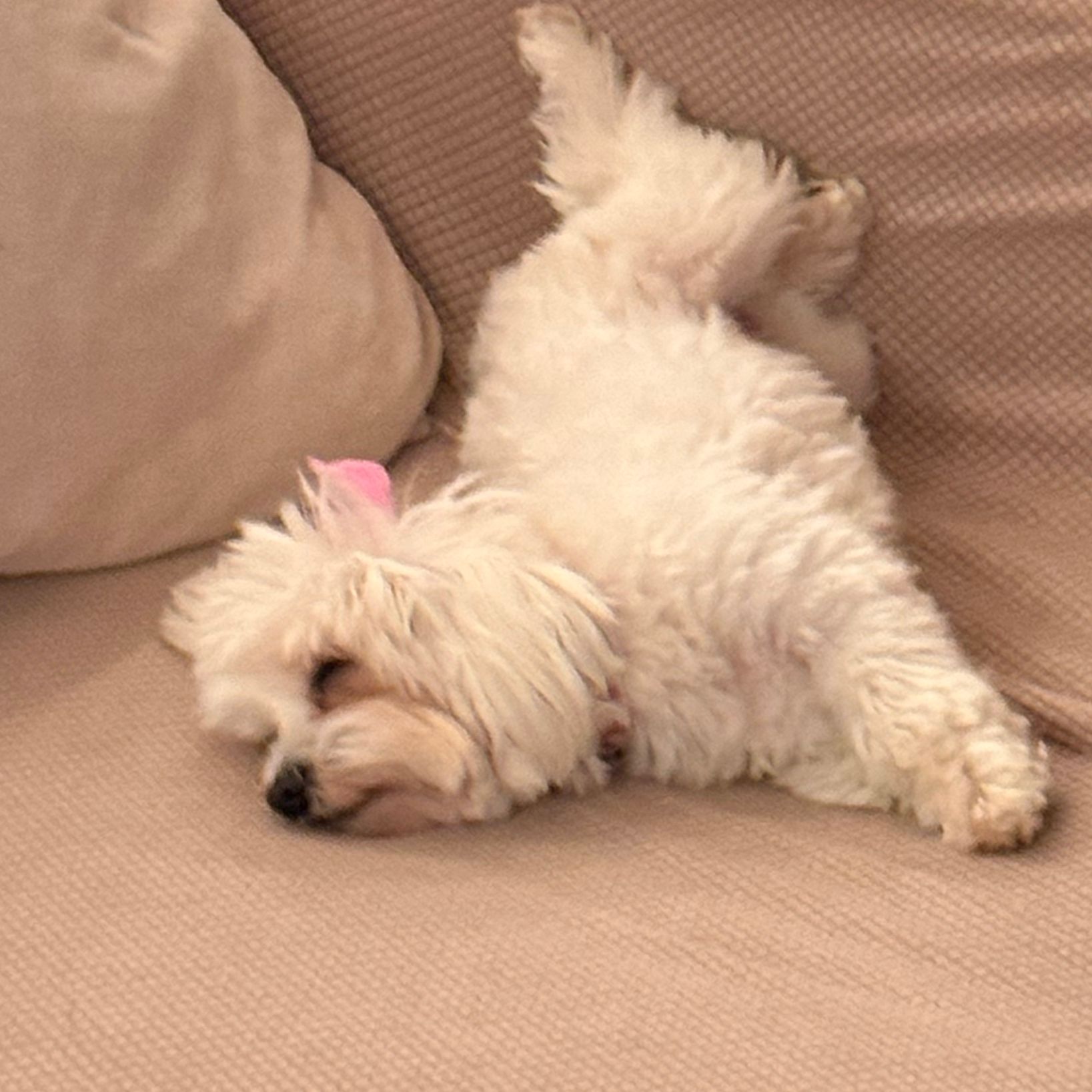 Bisou