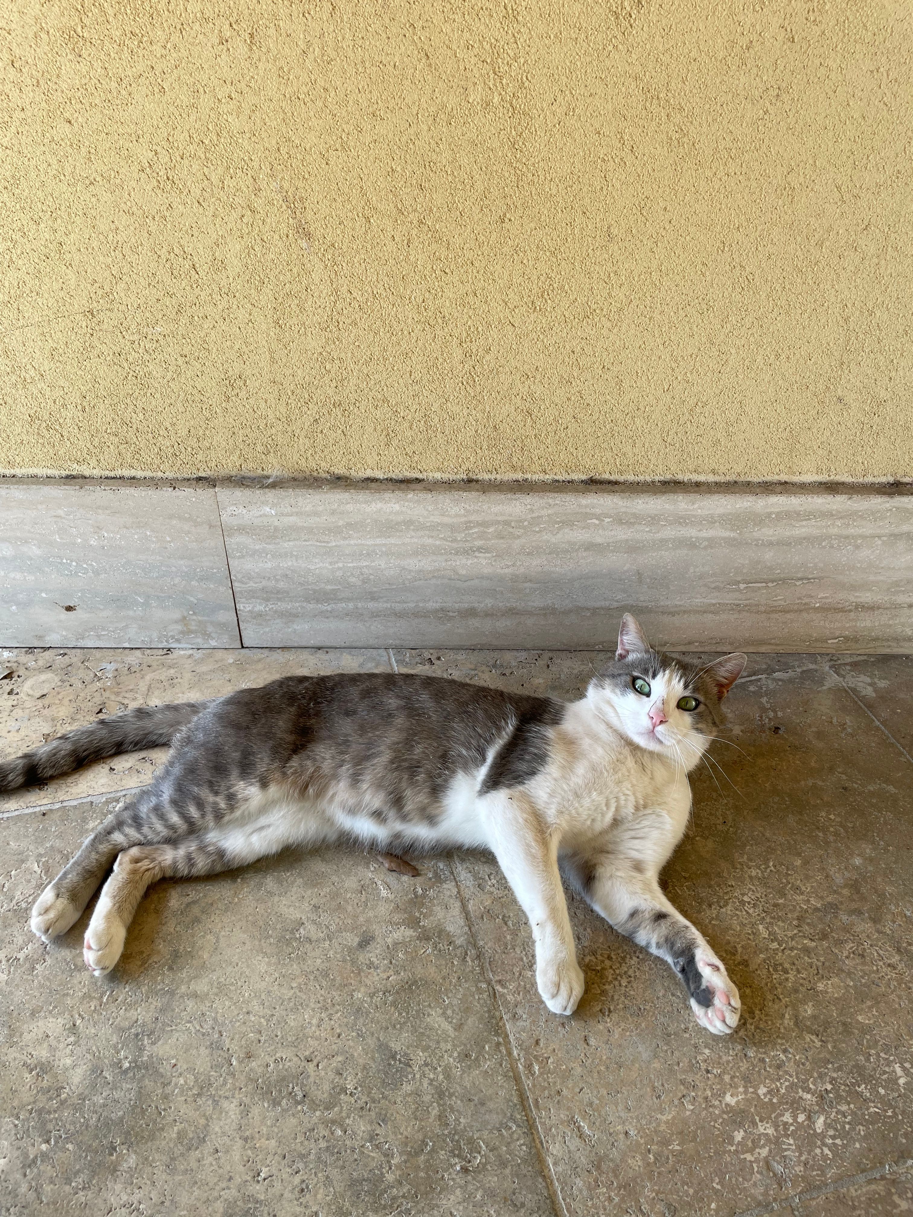 image-7