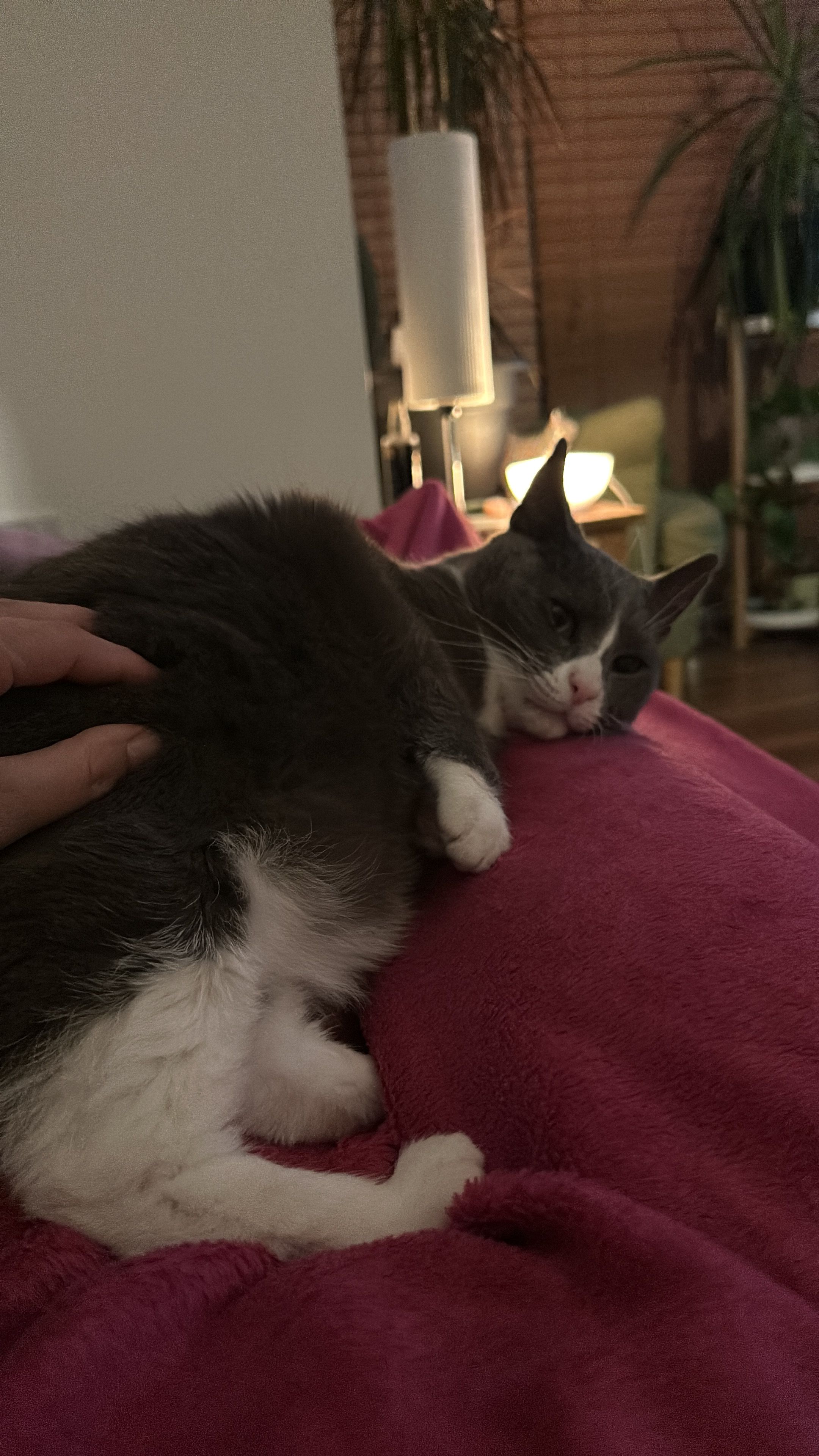 image-8