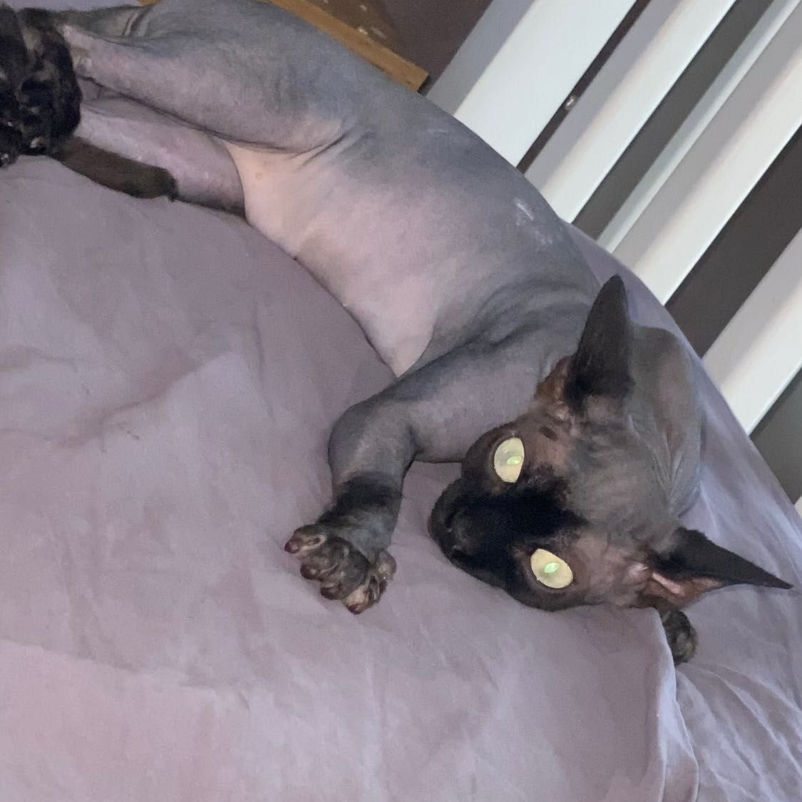 kali