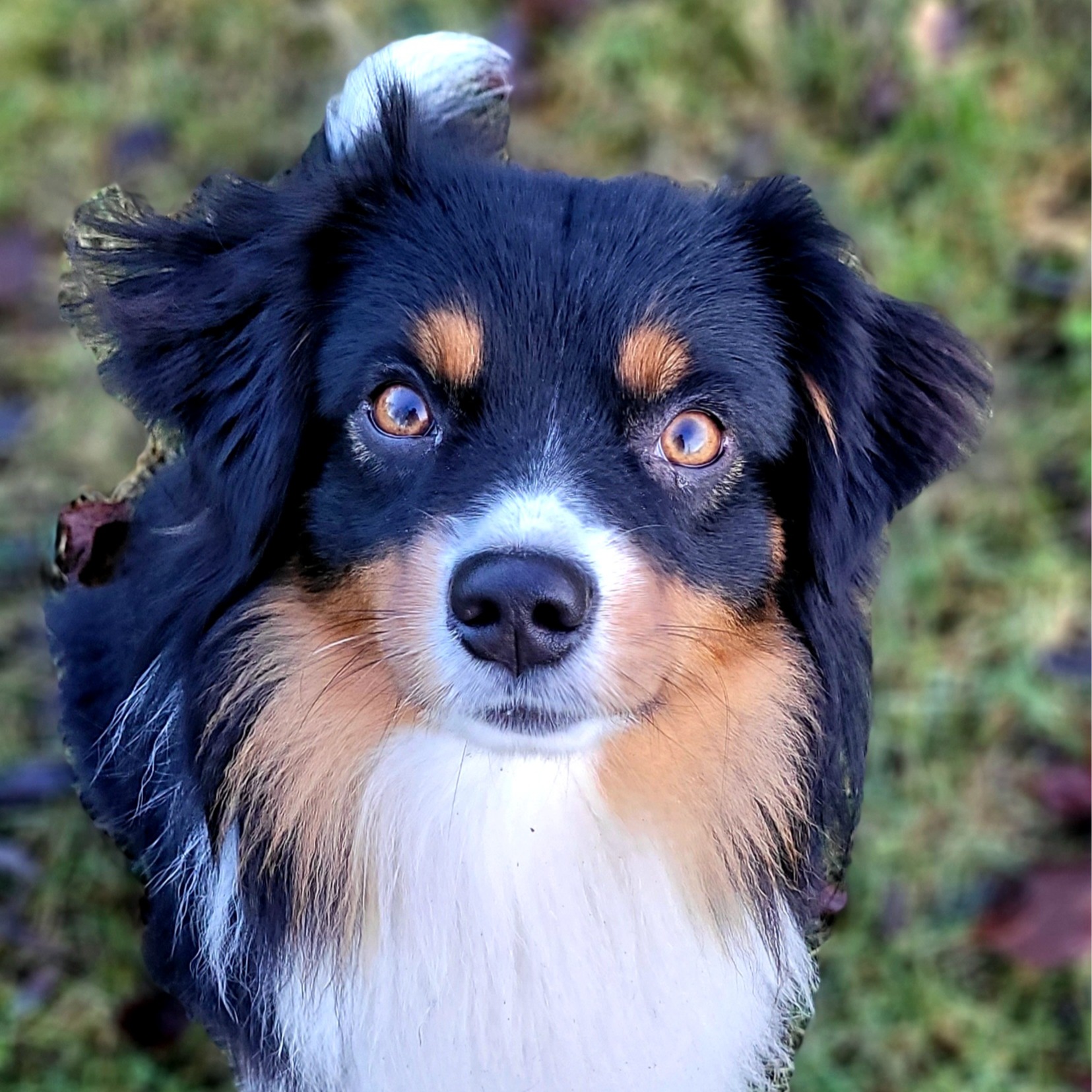 Katri