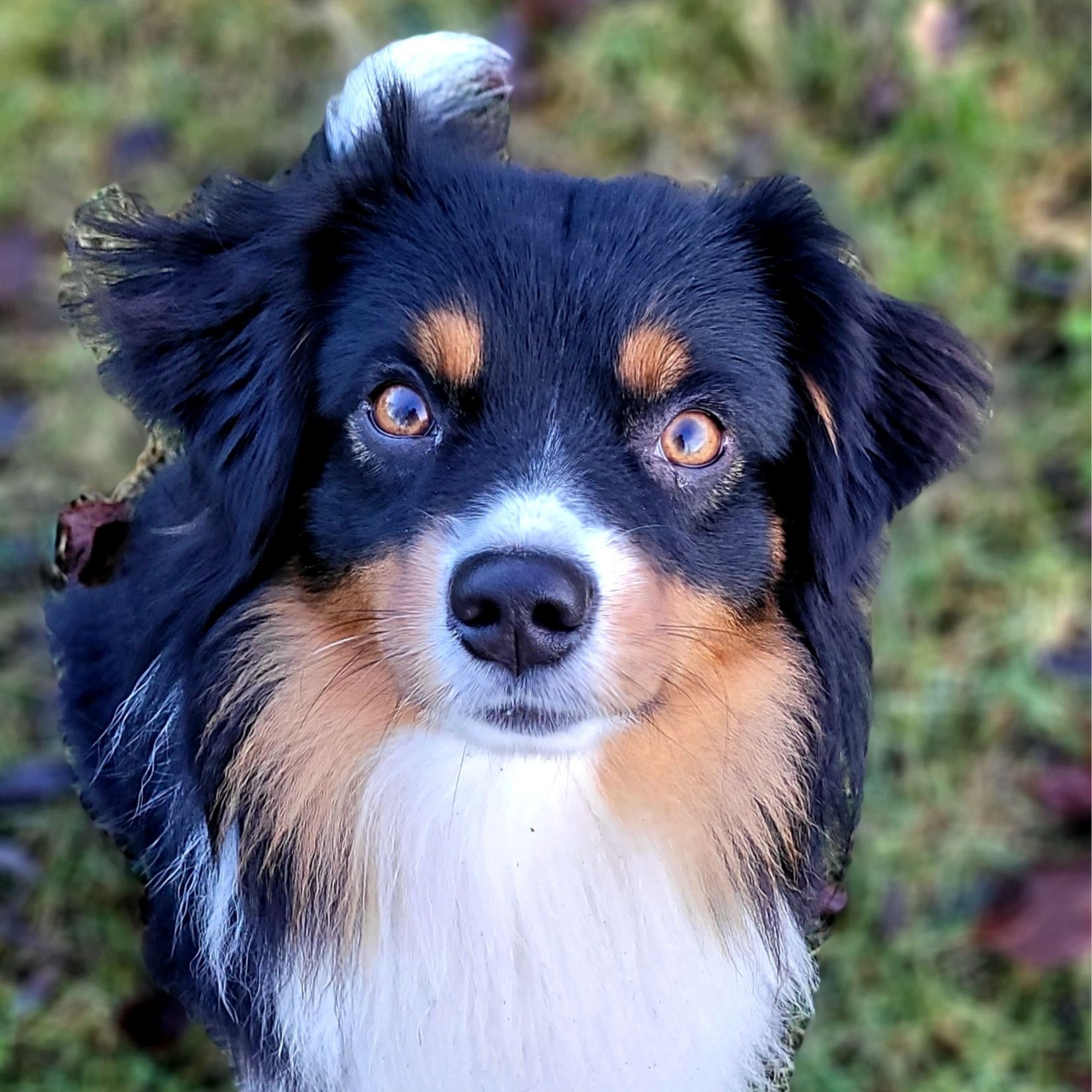 Katri