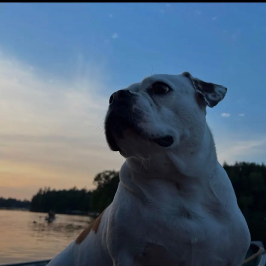 Nova