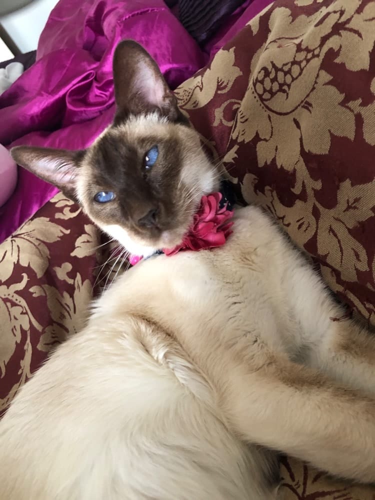 Bella