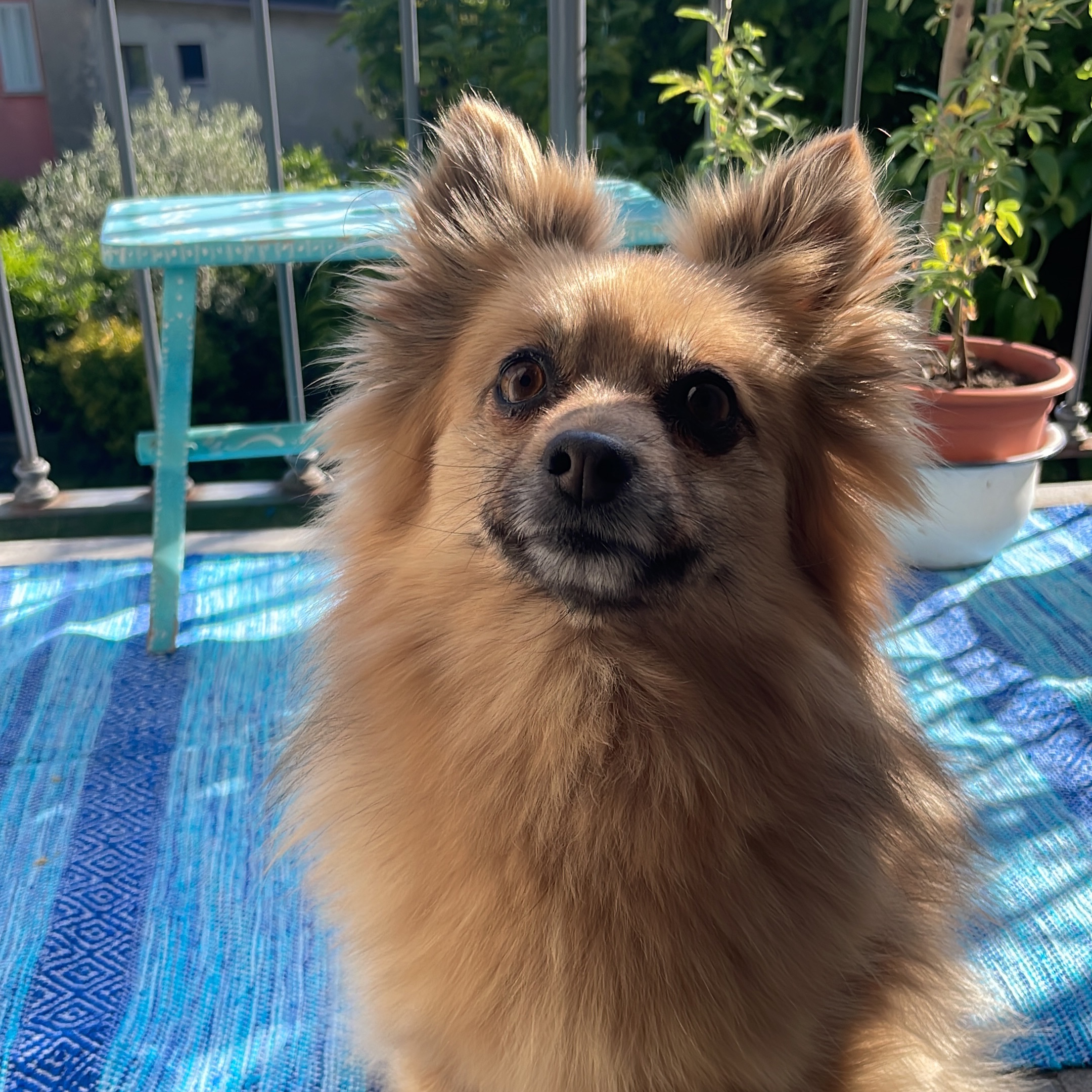 Maya