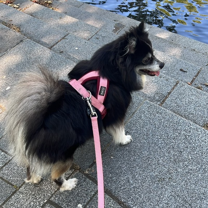 Maikel