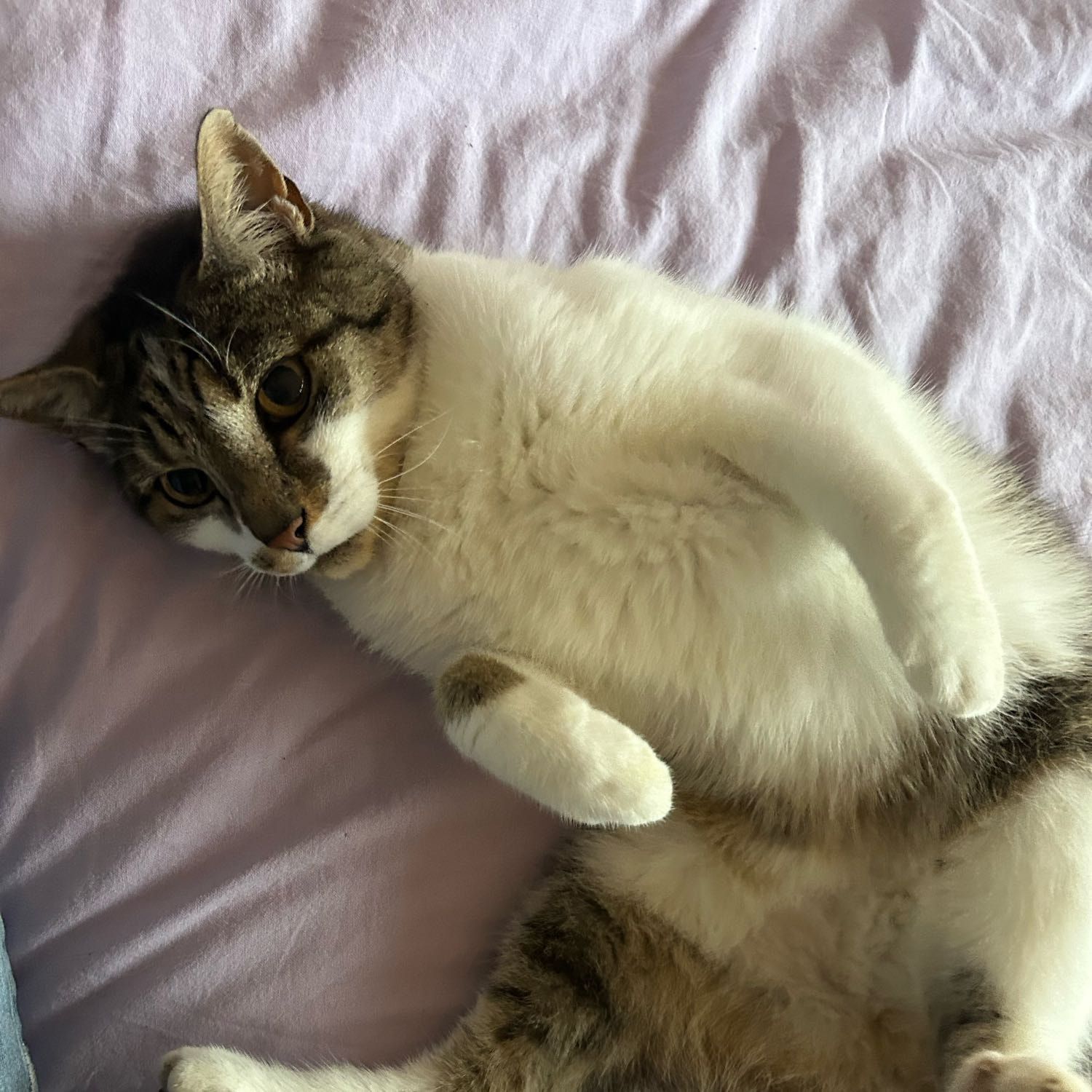 Snoepy