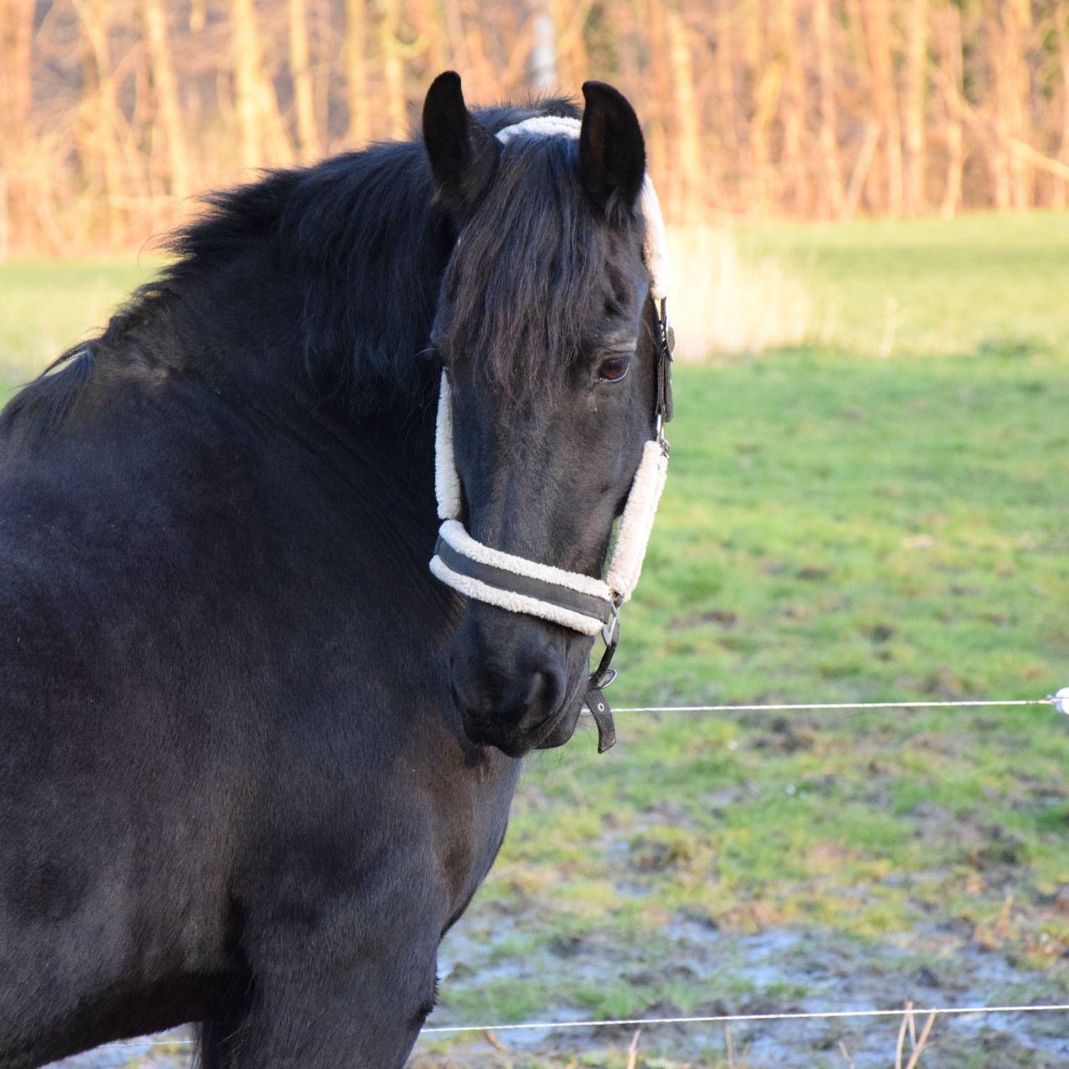 Helma