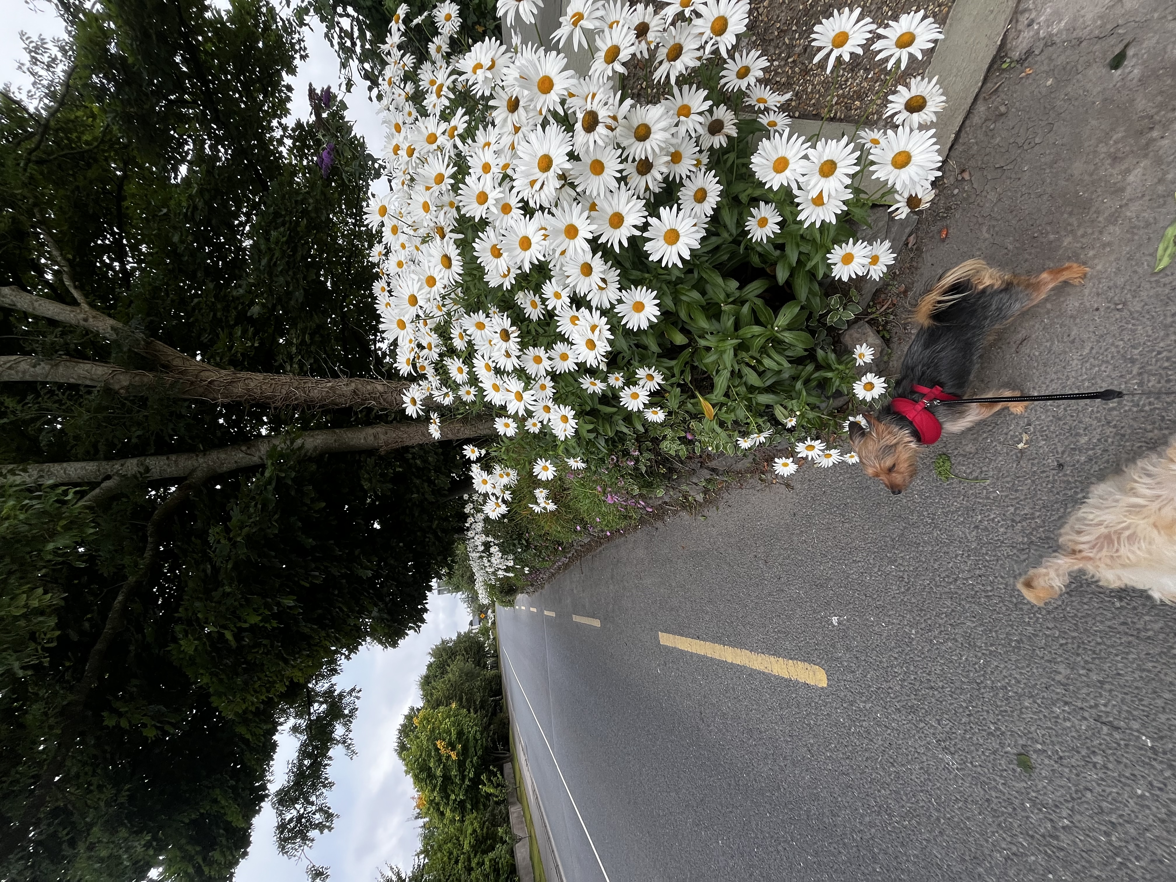 image-16
