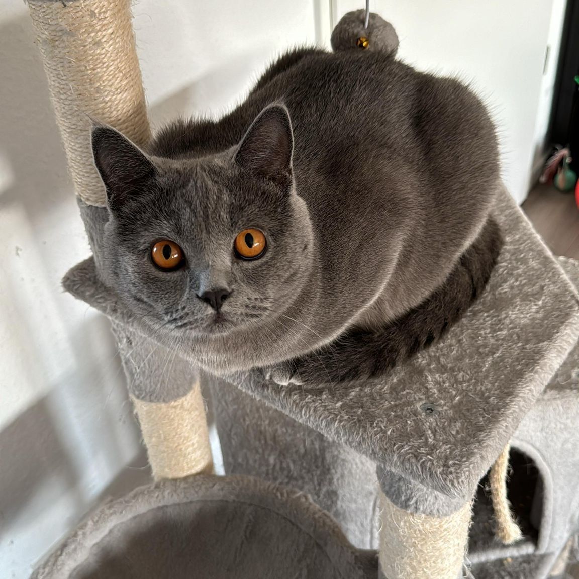 Luna Aurora