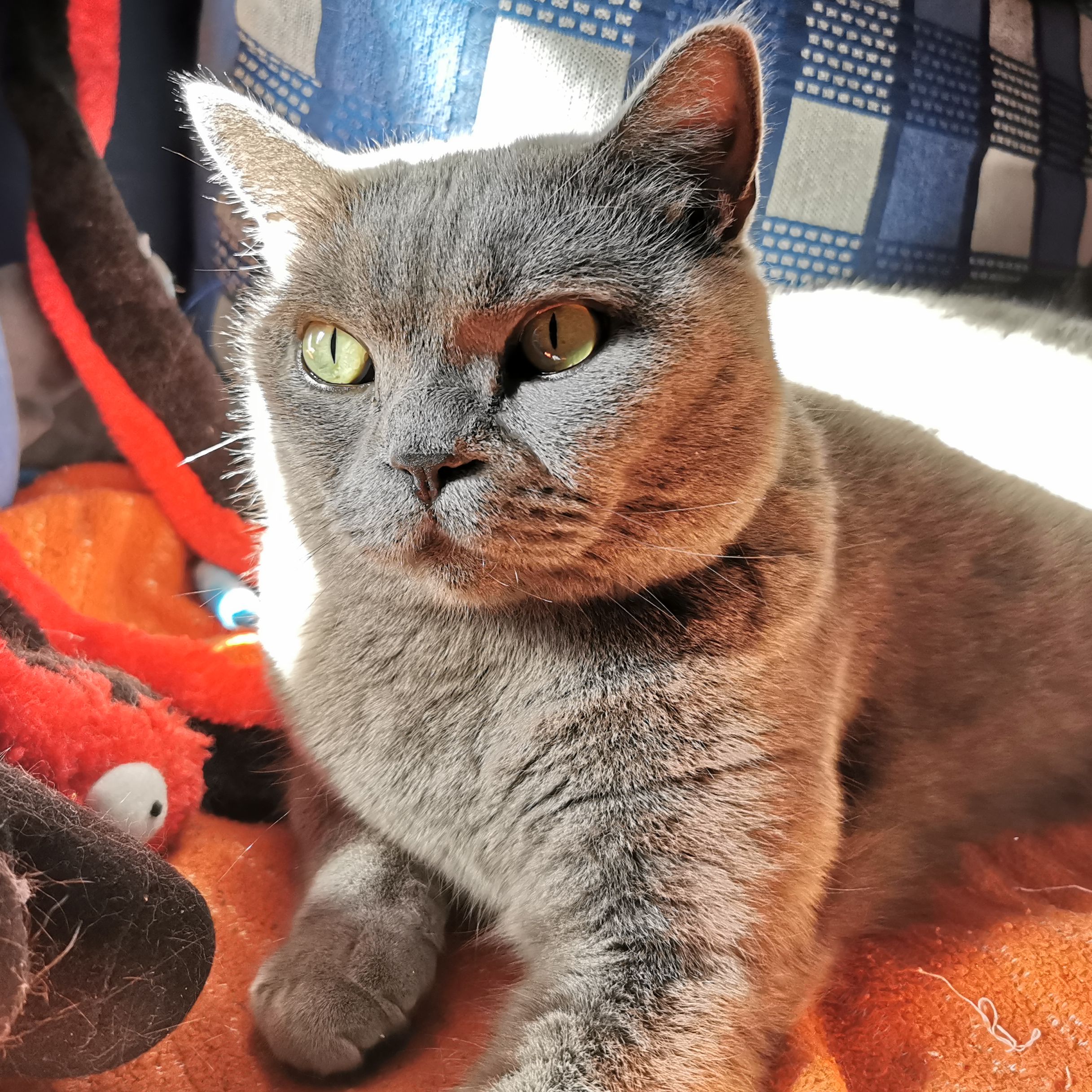 Dusty
