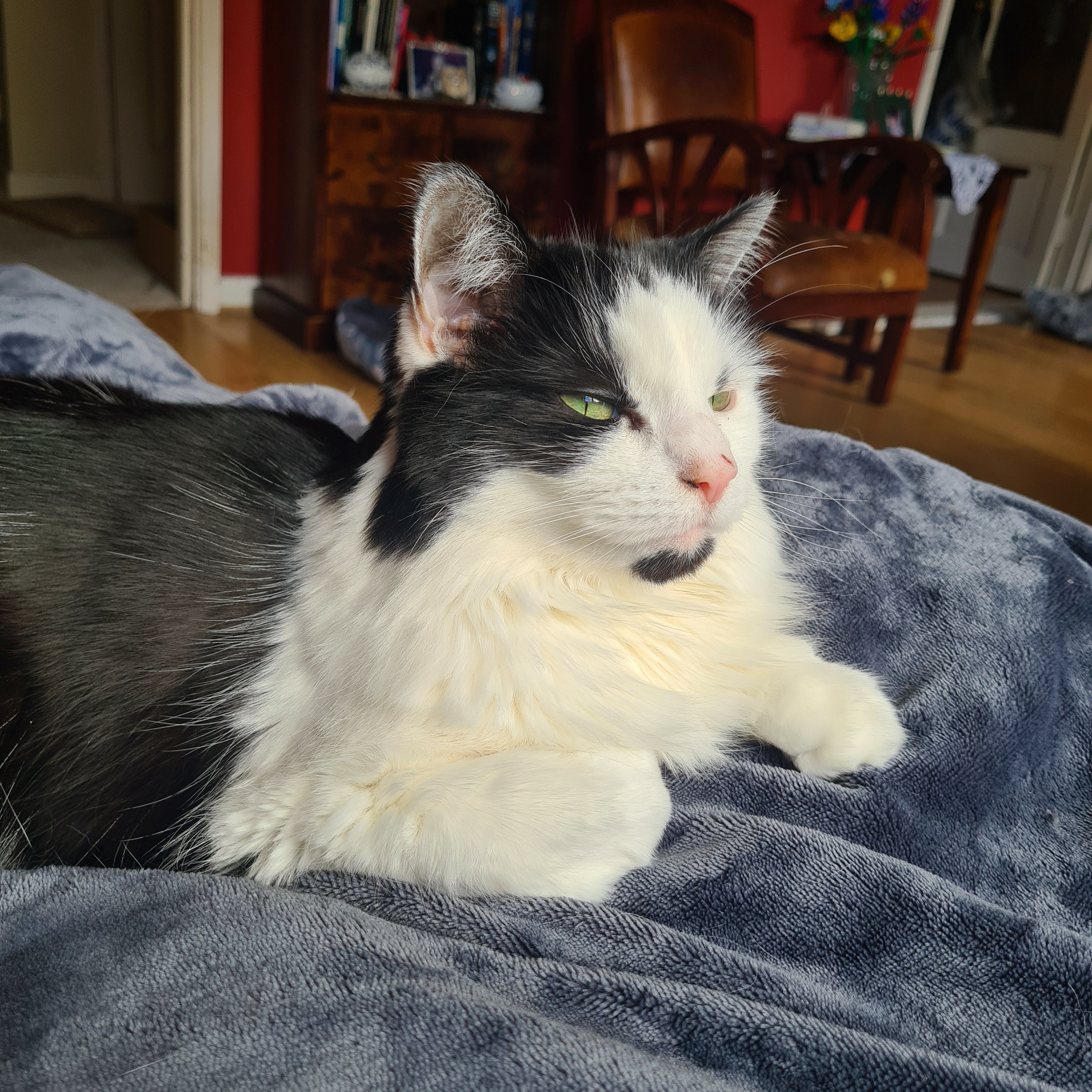 Kitty