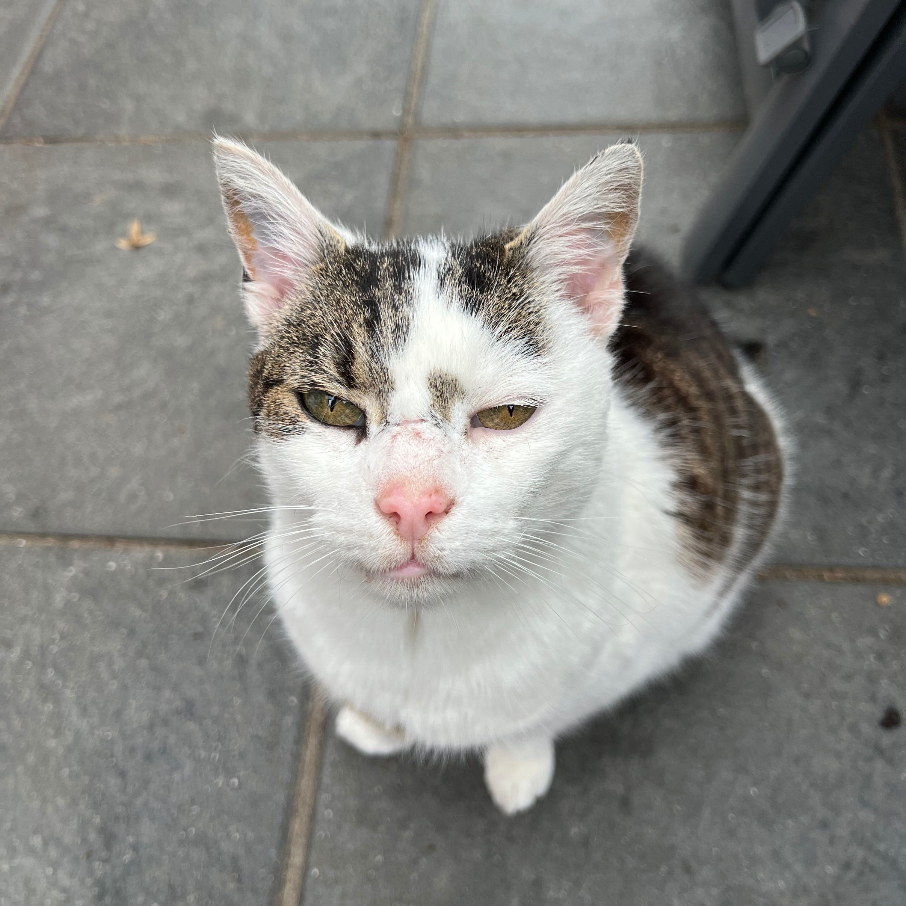 Mäxchen