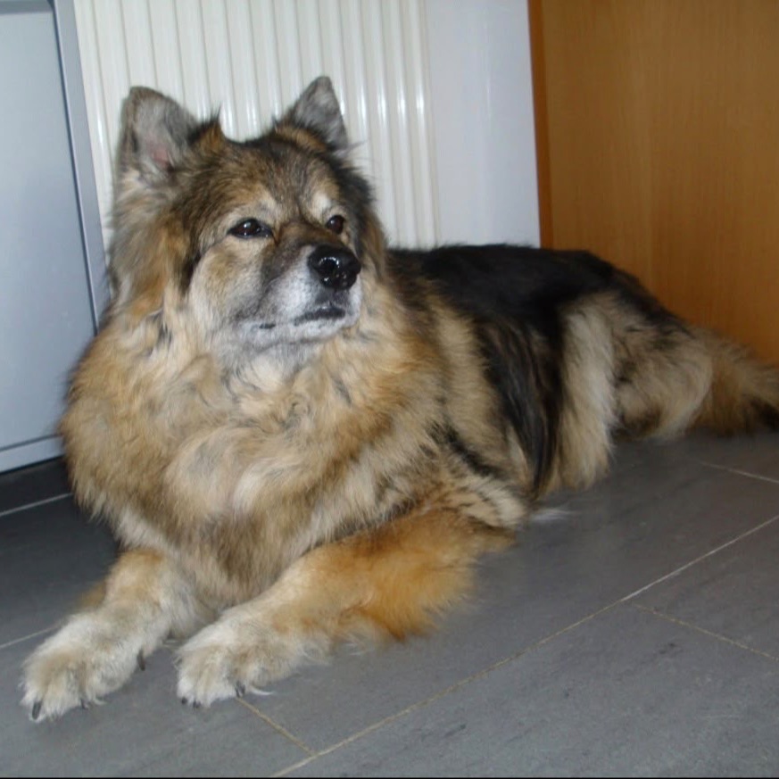 Ronja