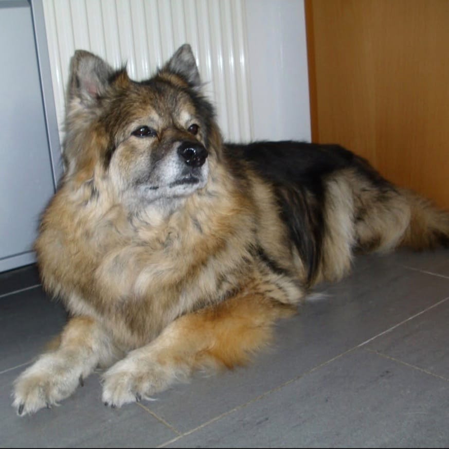 Ronja