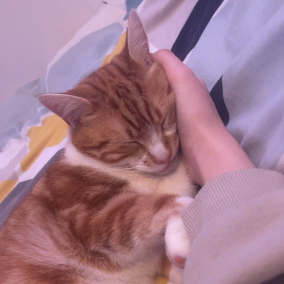 luci 
