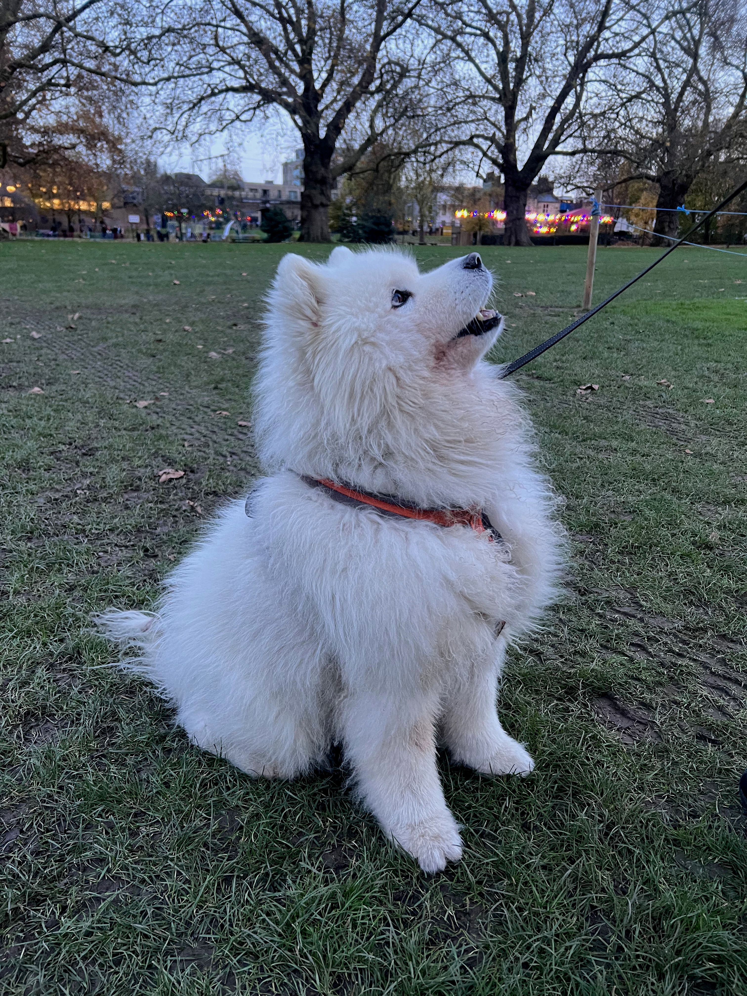 image-8