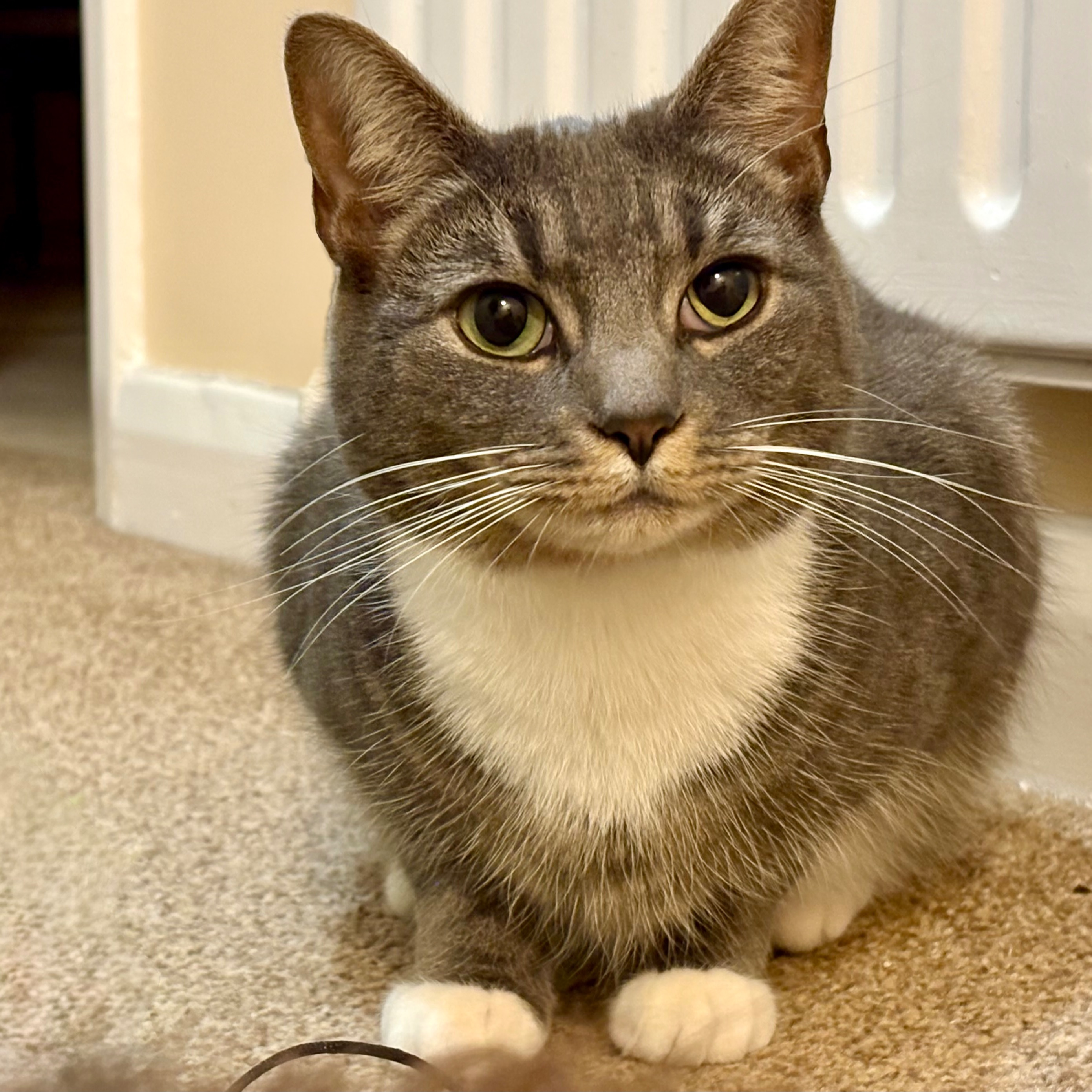 Tiggy