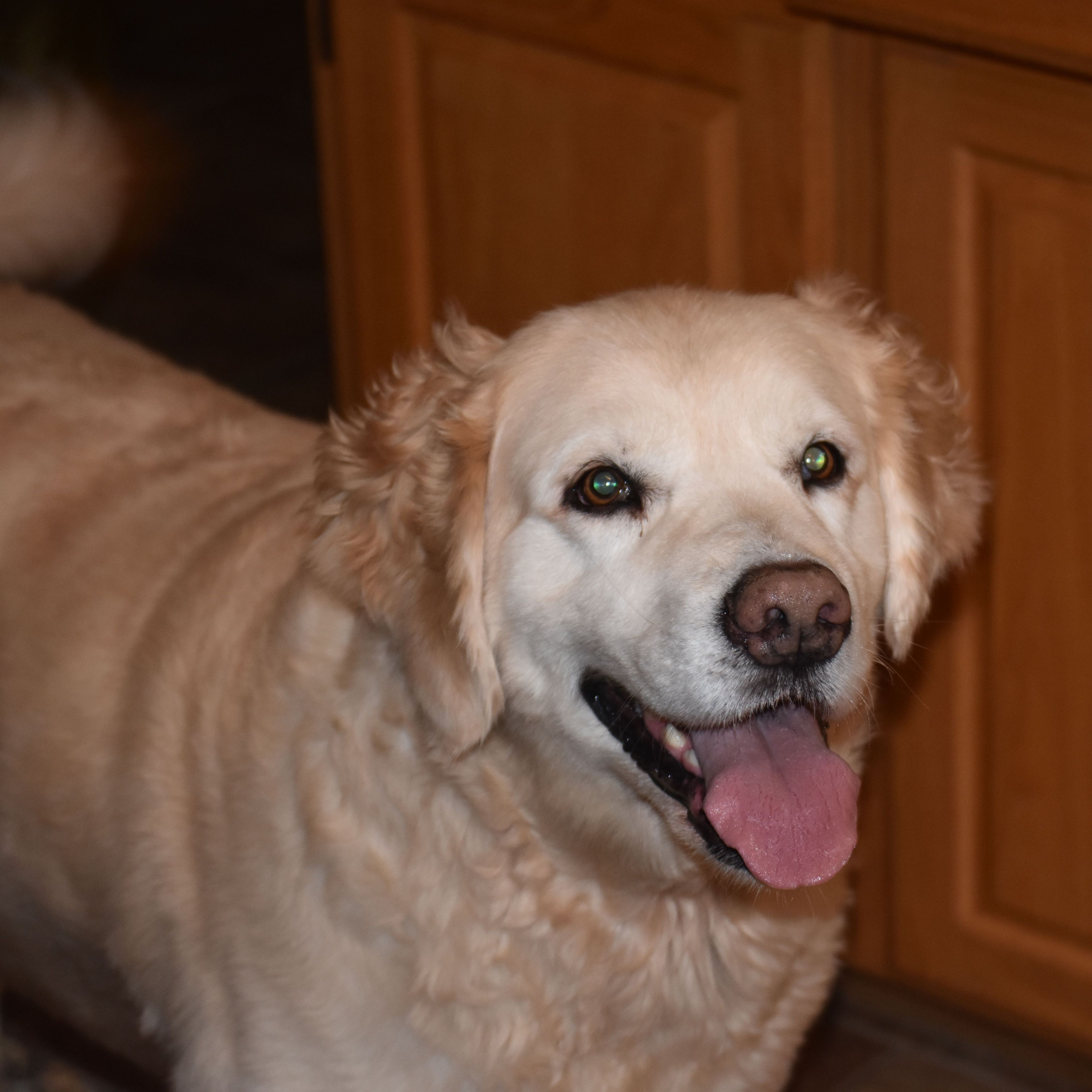 Cooper