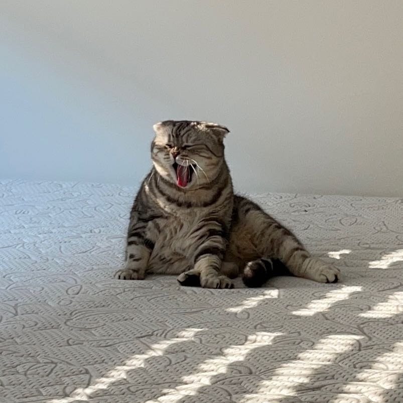Lotti