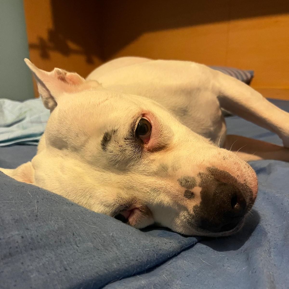 Gia 