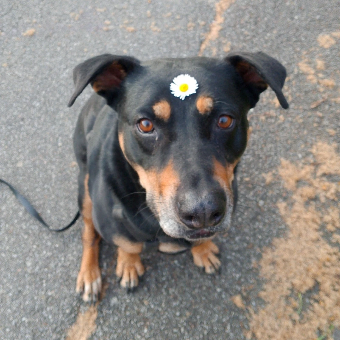 Achille