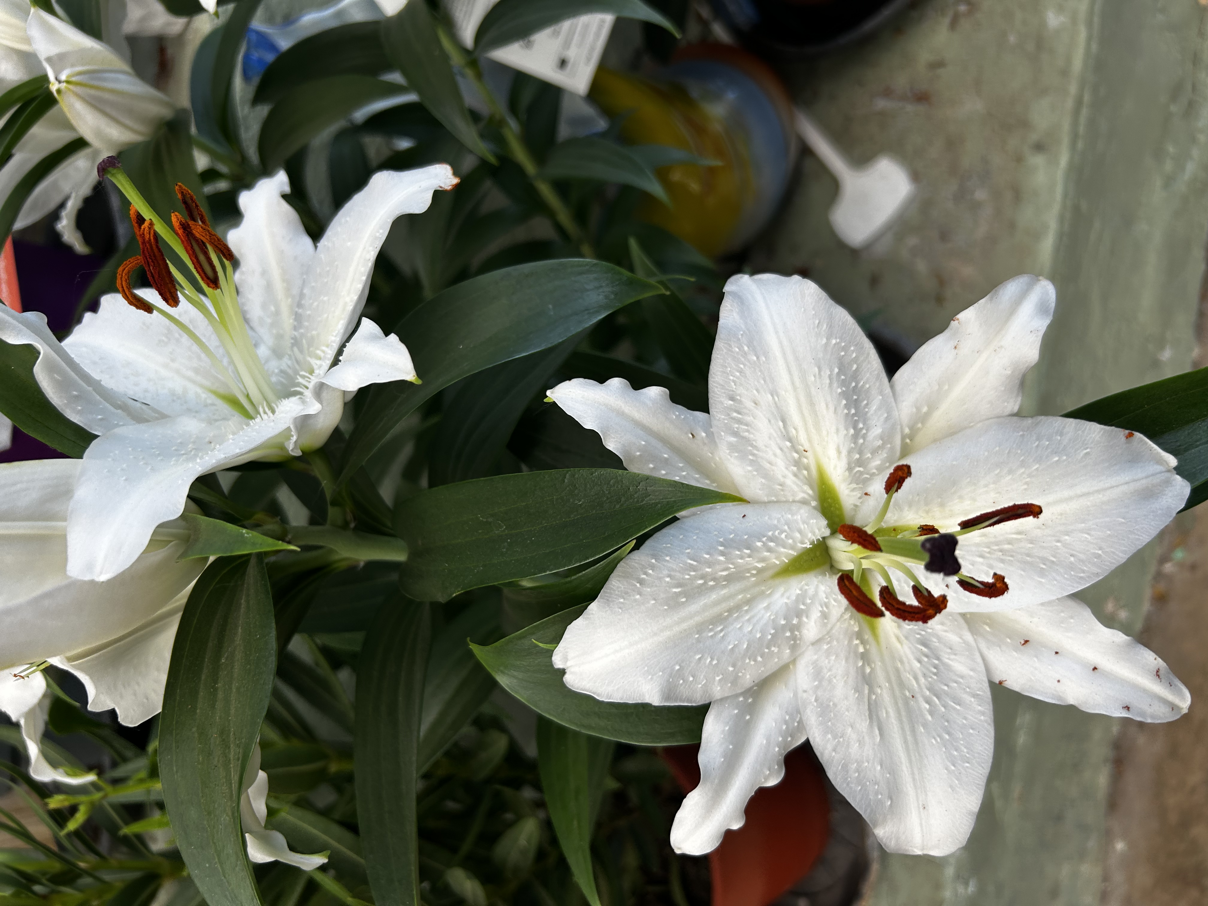 image-16