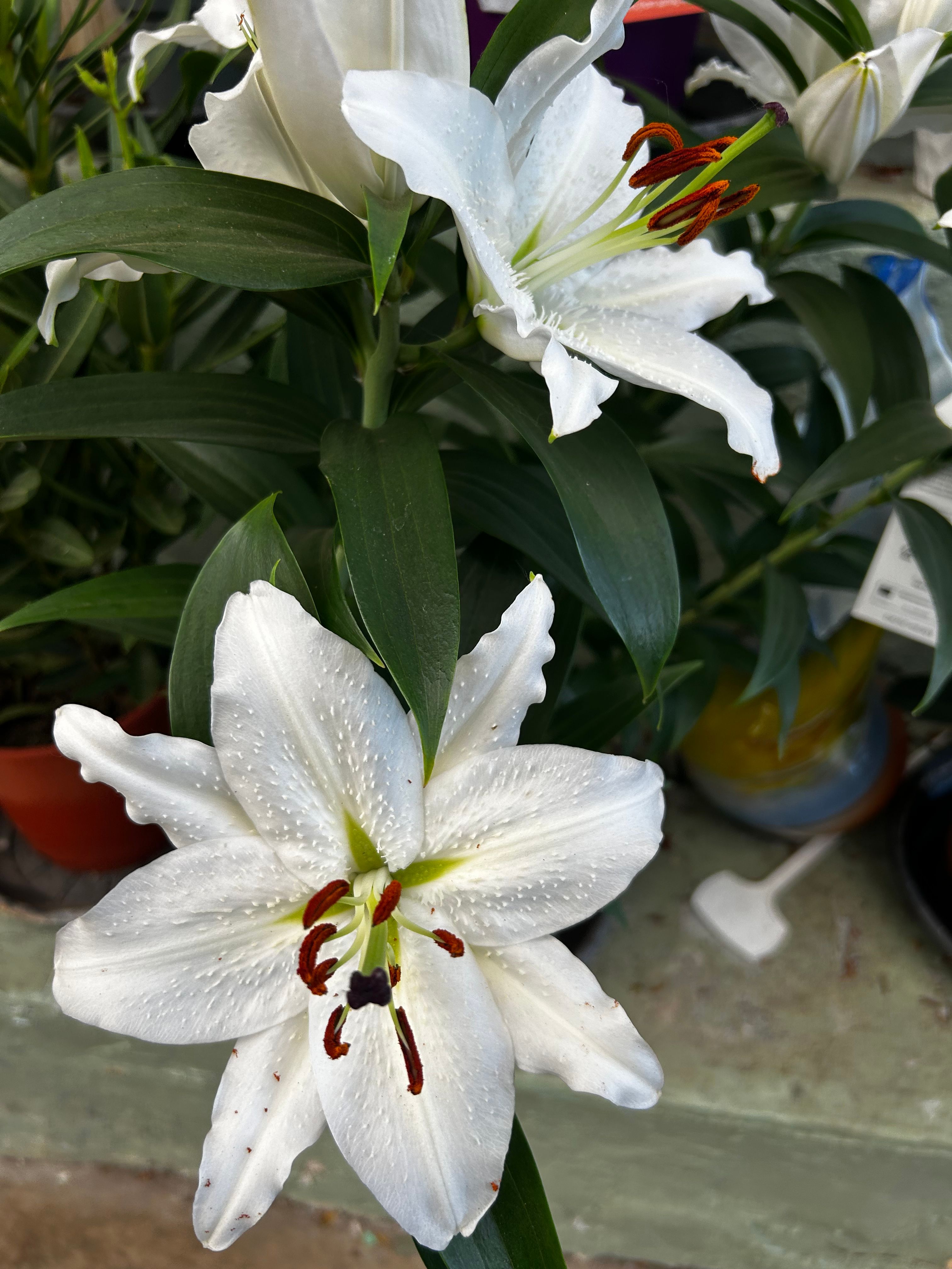 image-16