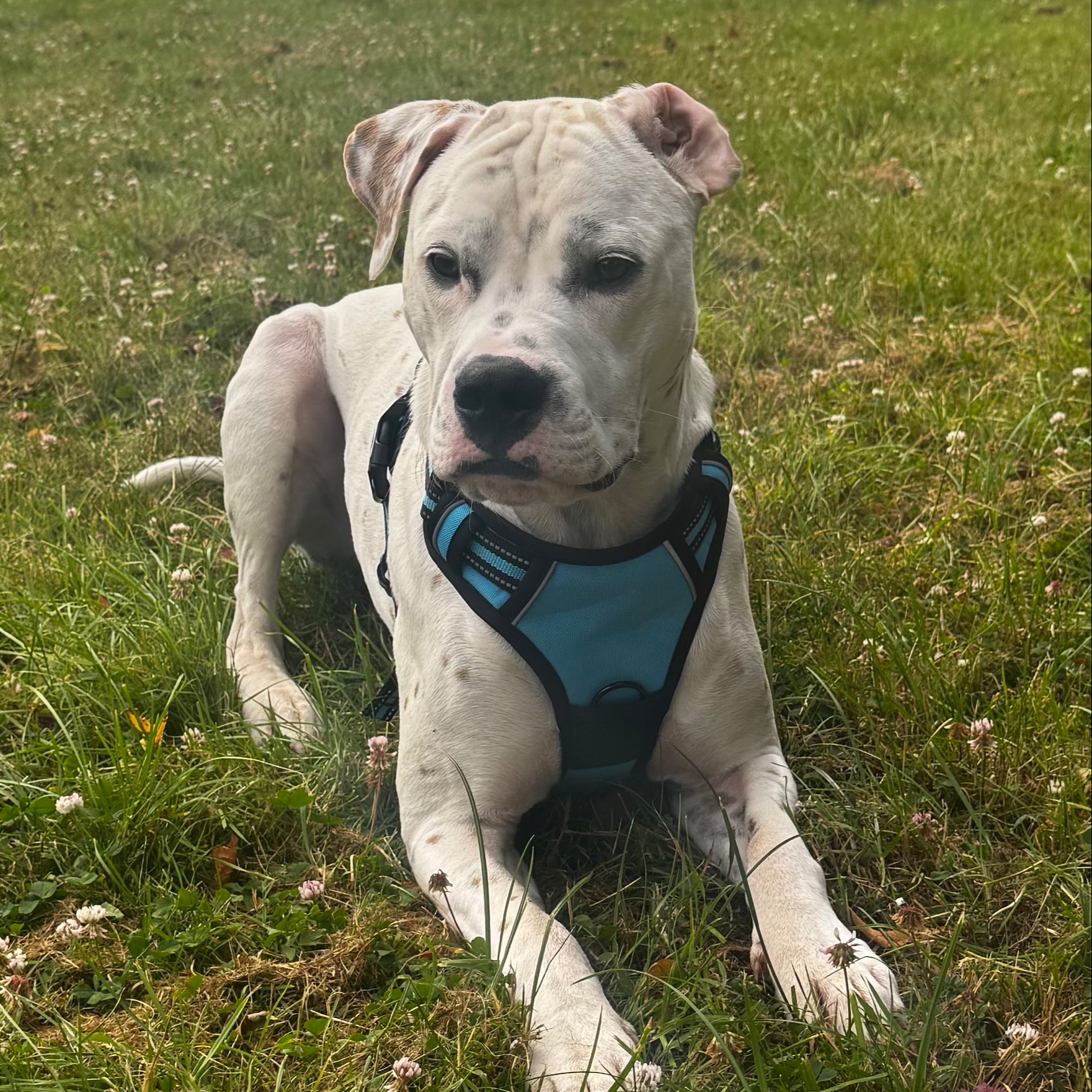 Simba