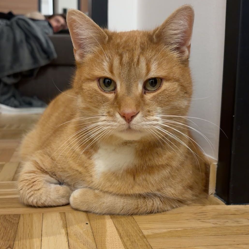 Garfield