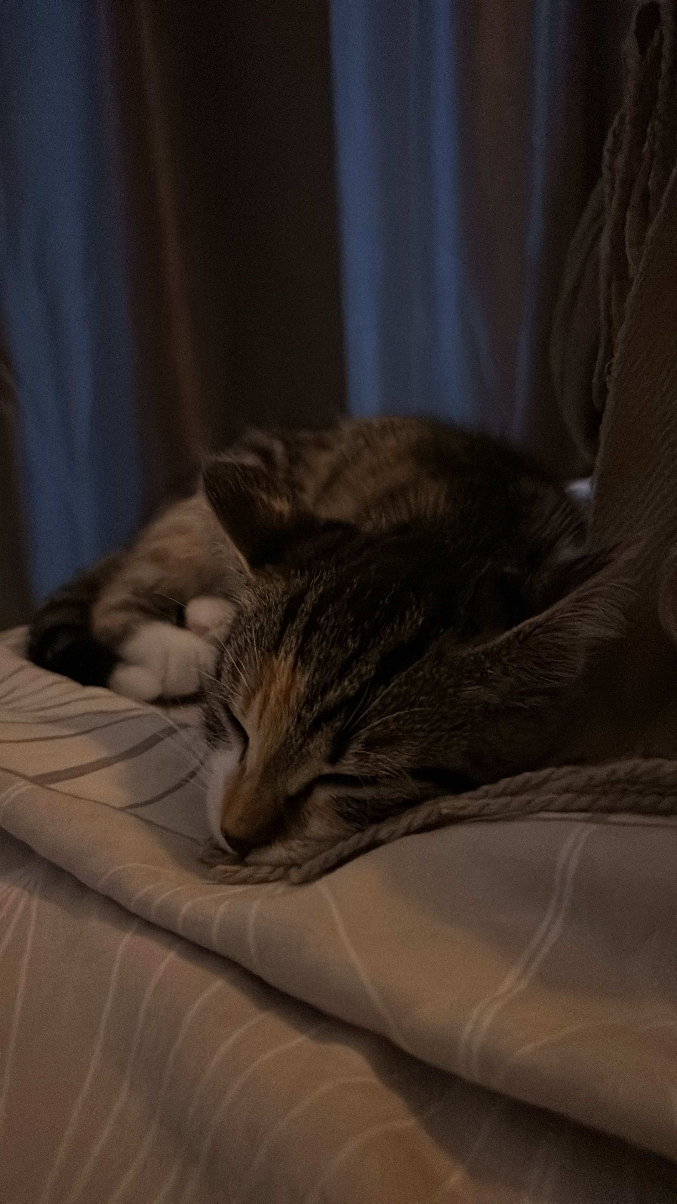 image-7