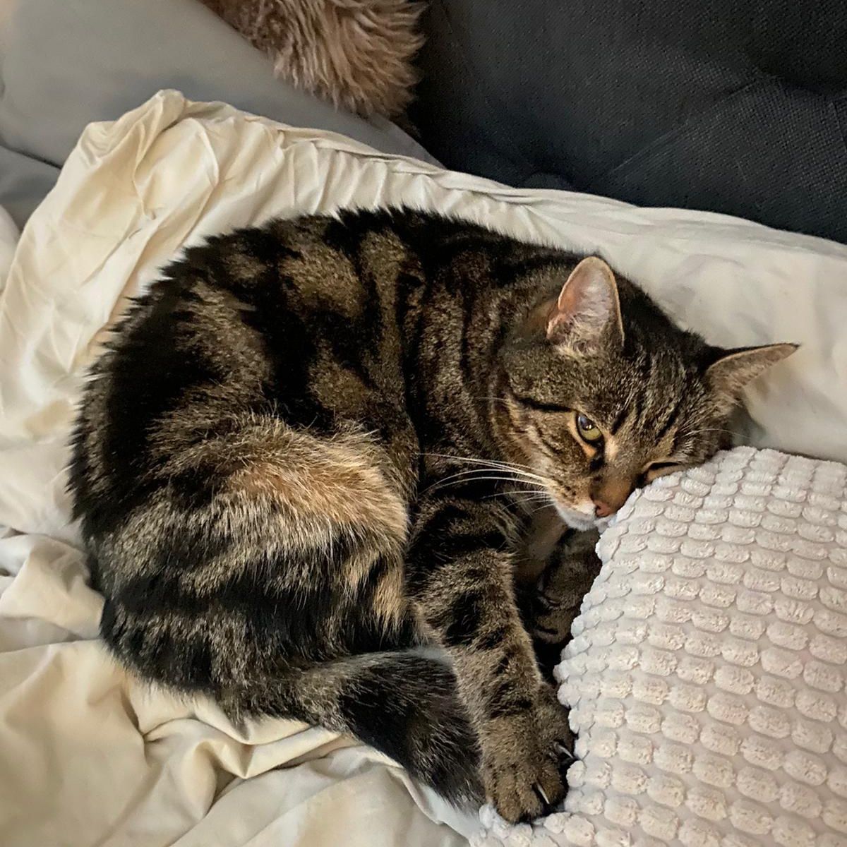 Trixi
