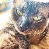 Elvis 