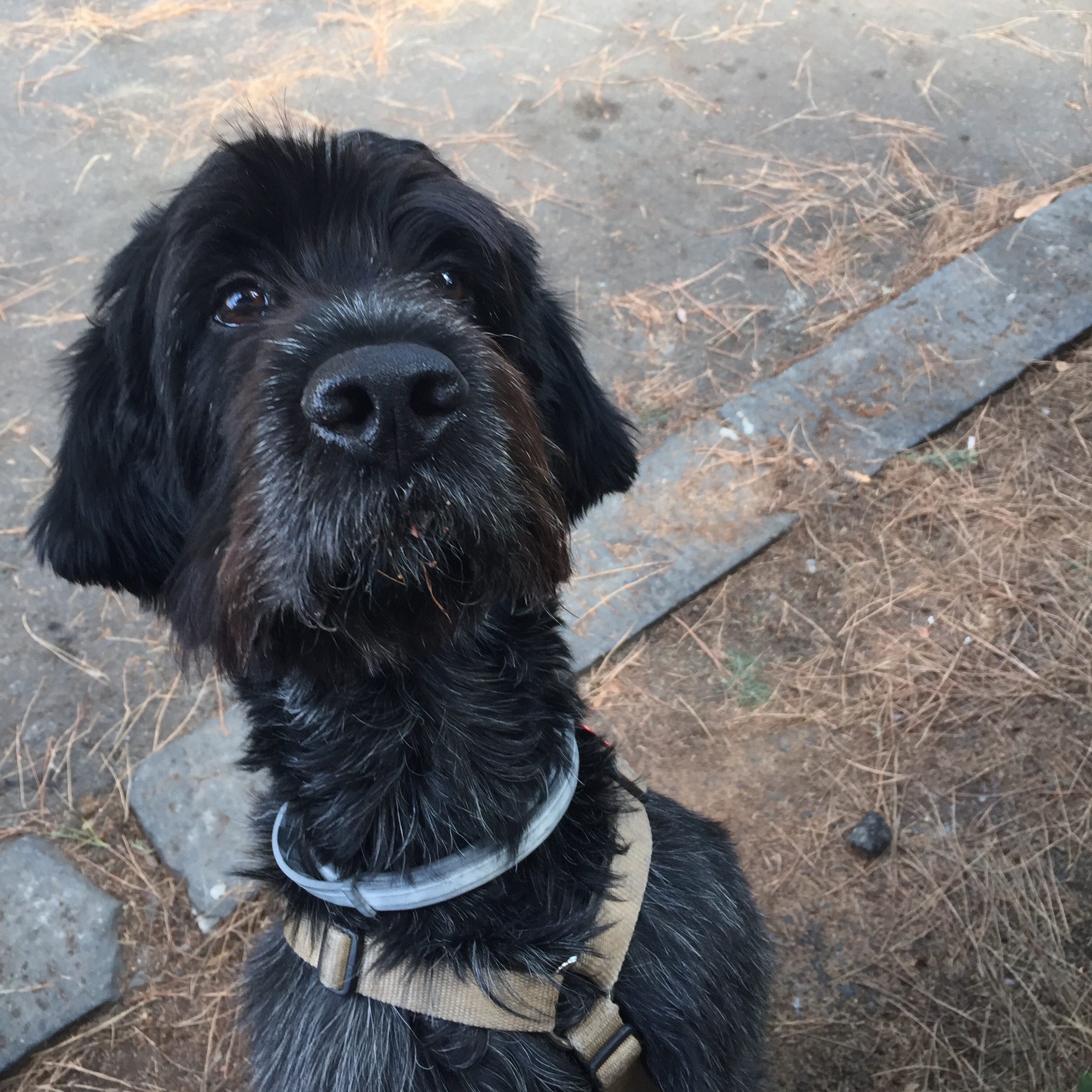 Porthos