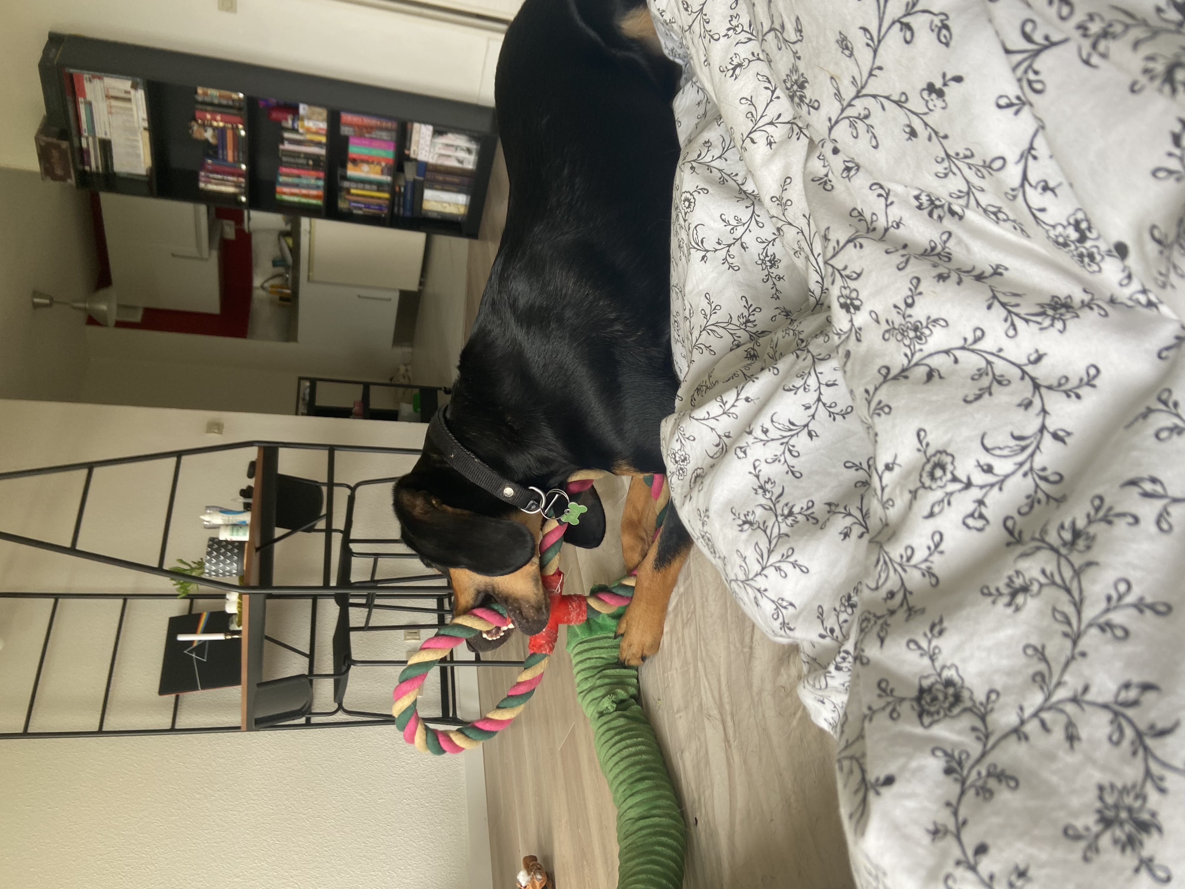 image-7