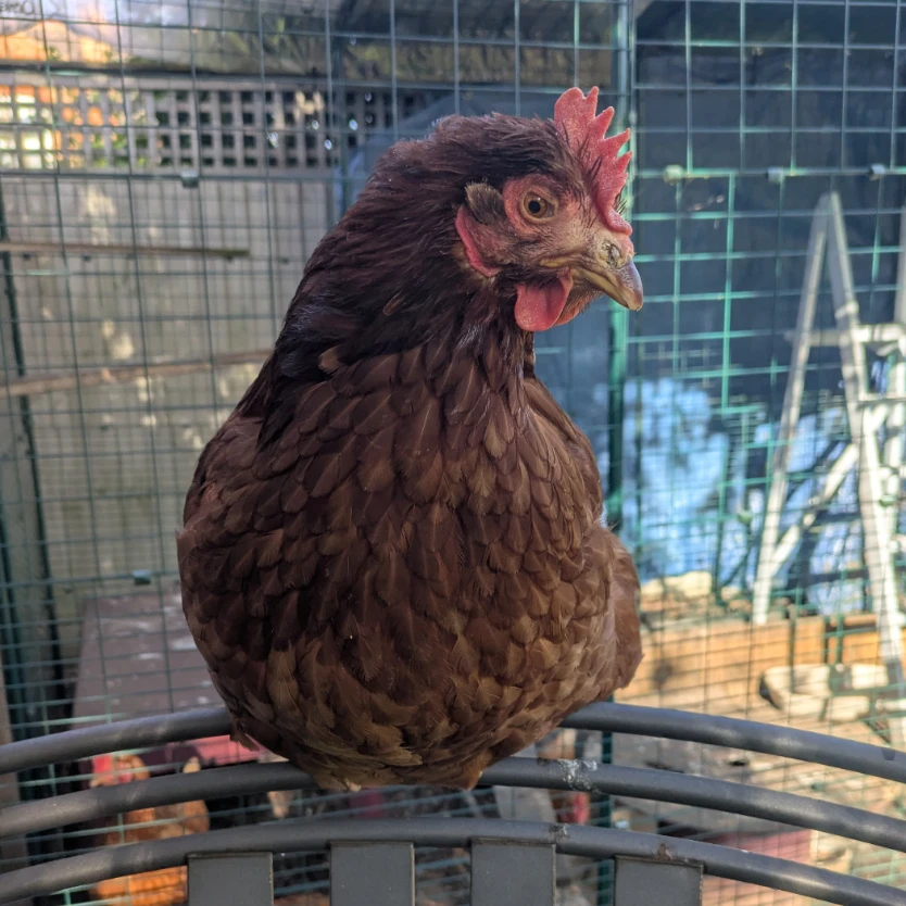 Hetty